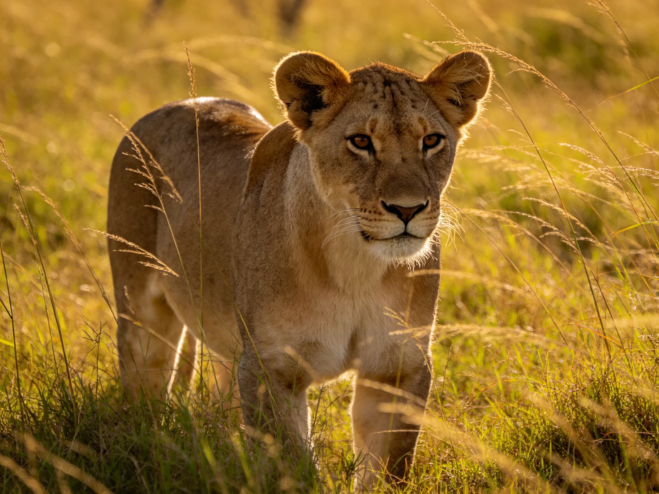 A young lioness moves through tall grass in a sunlit savannah.