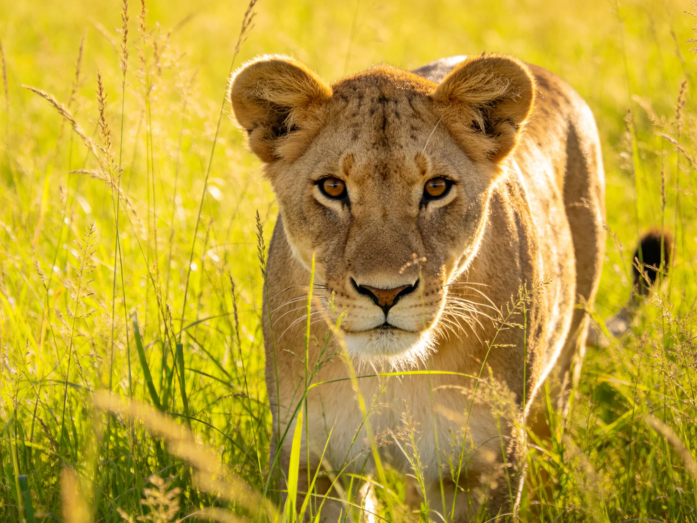 A young lioness moves through tall green grass in a sunlit natural setting.
