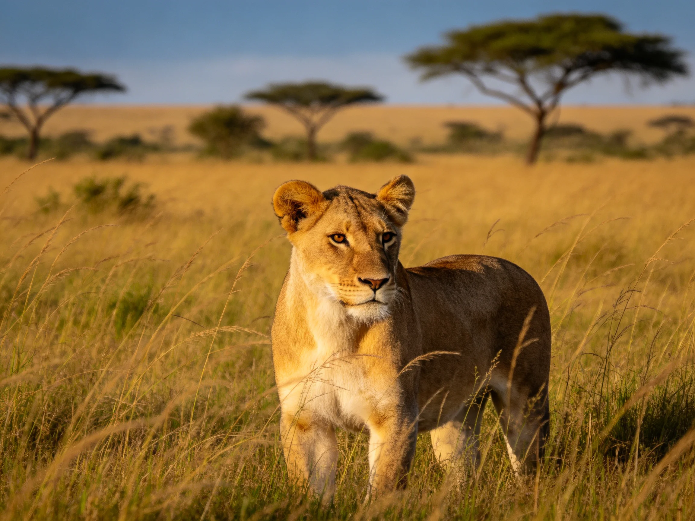 A young lioness stands in sunlit savannah grass near acacia trees.