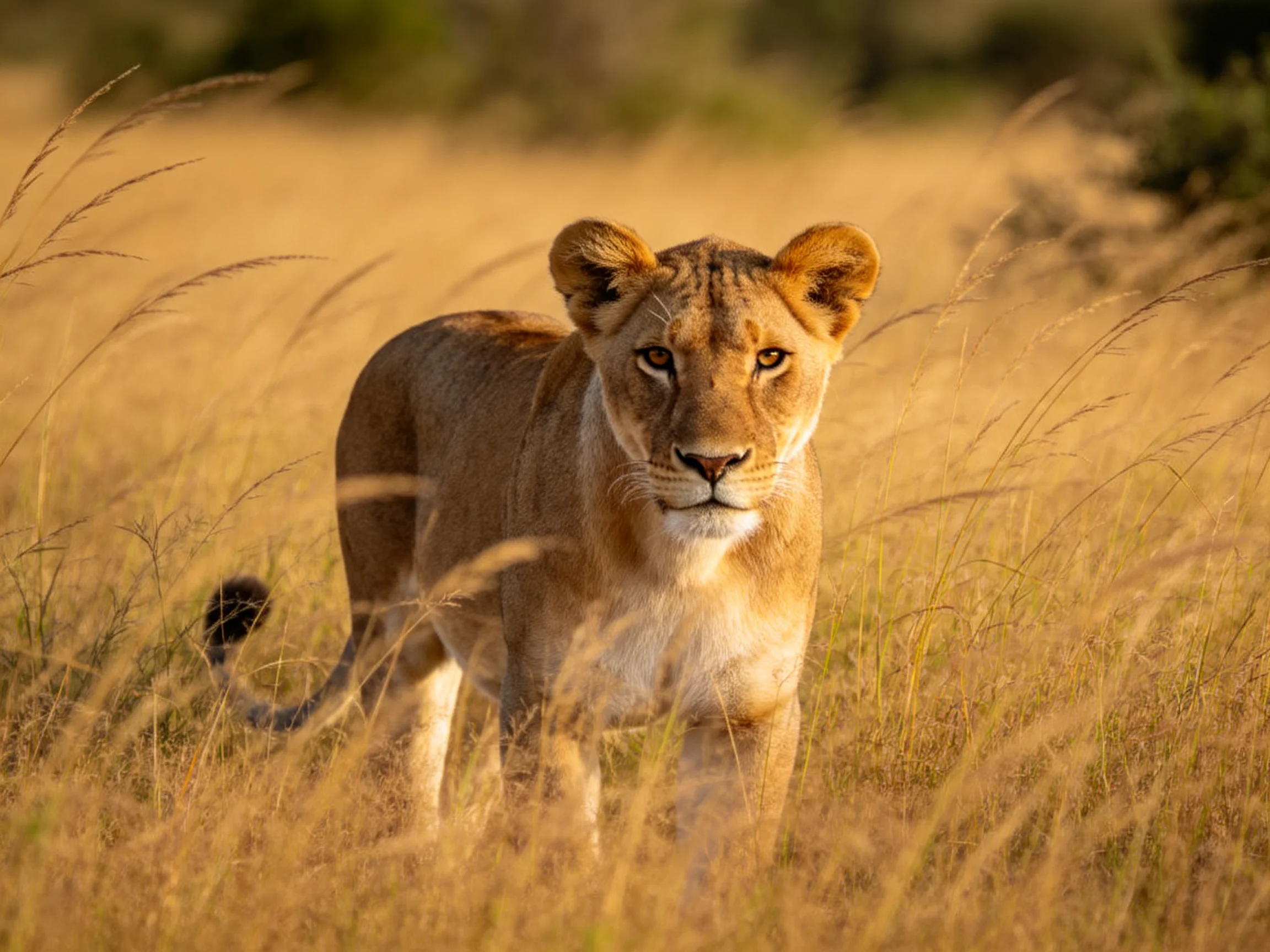 A young lioness stands in tall golden grasses in a sunlit savannah.