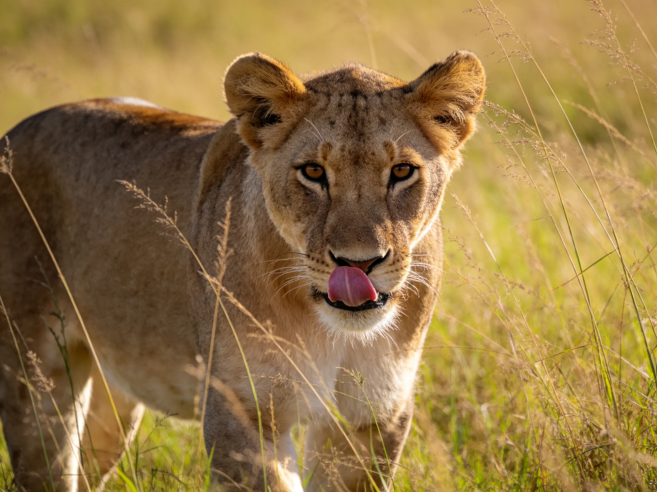 A young lioness stands among tall golden grasses in a sunlit savannah.