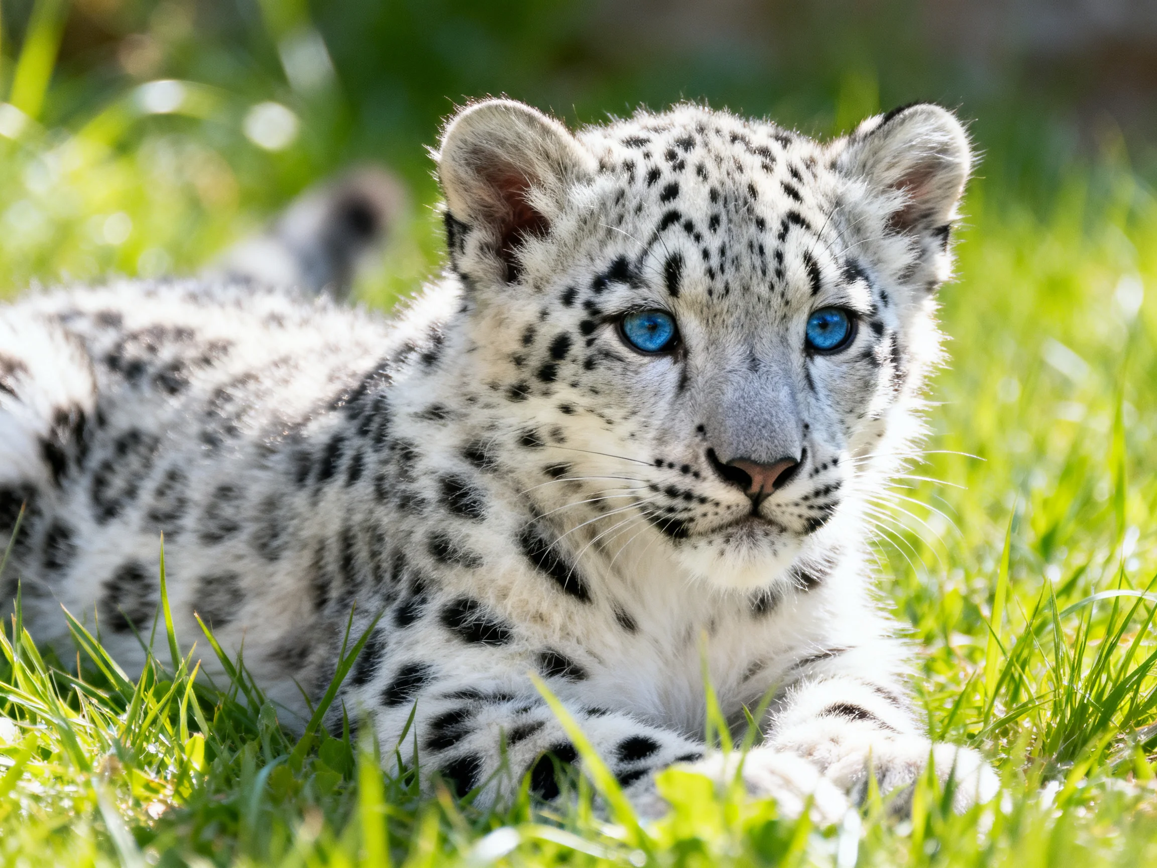 A young snow leopard cub with bright blue eyes rests on green grass