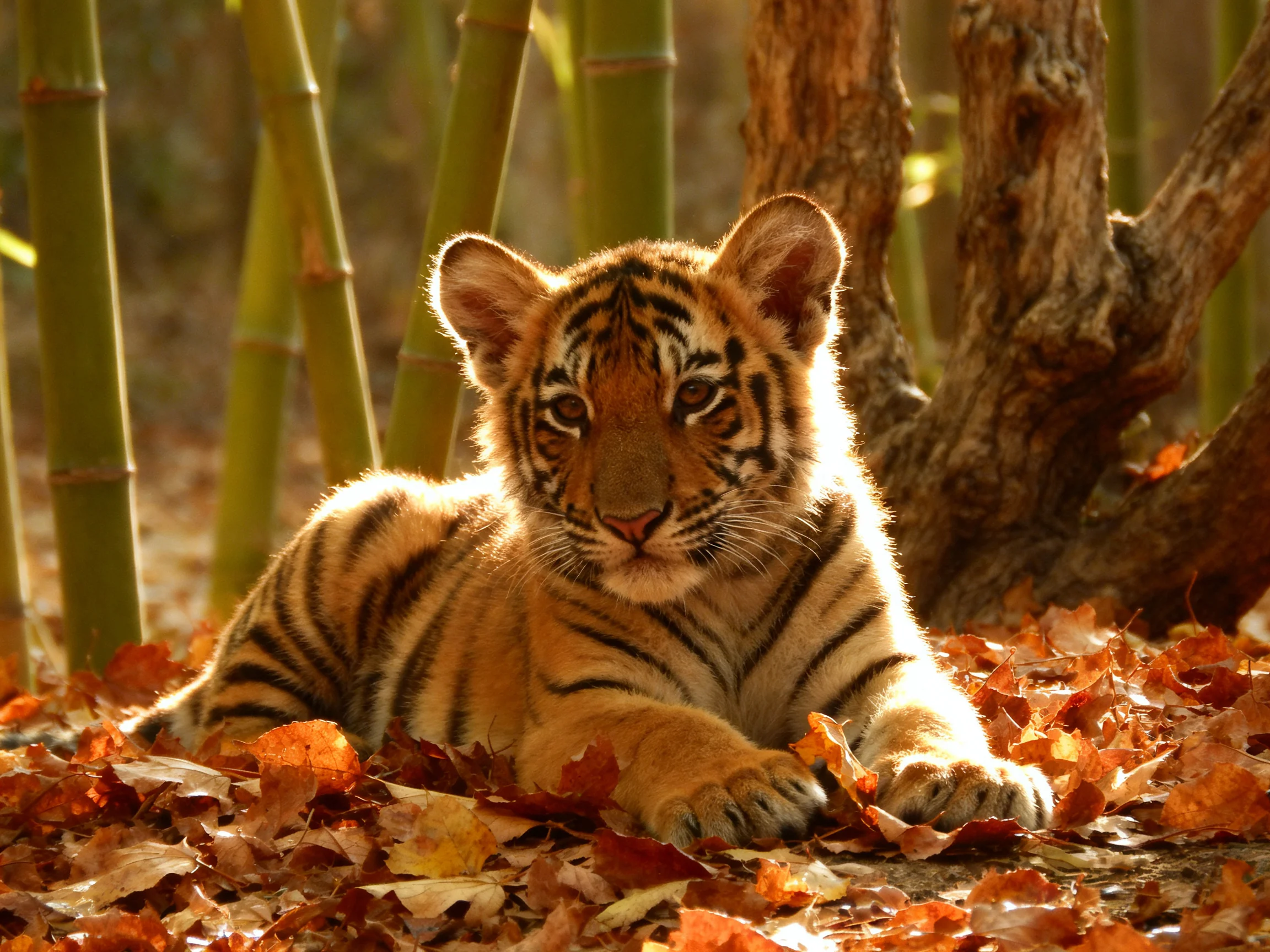 A young tiger cub relaxes among autumn leaves in a wooded area.