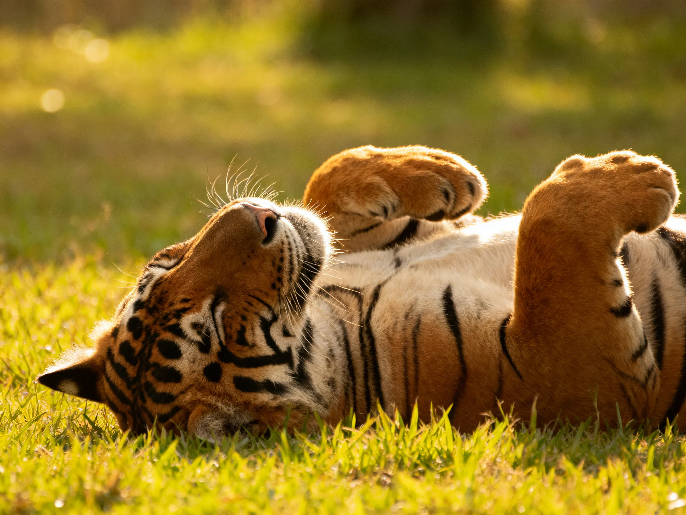 A young tiger rolls on vibrant green grass with striking black stripes