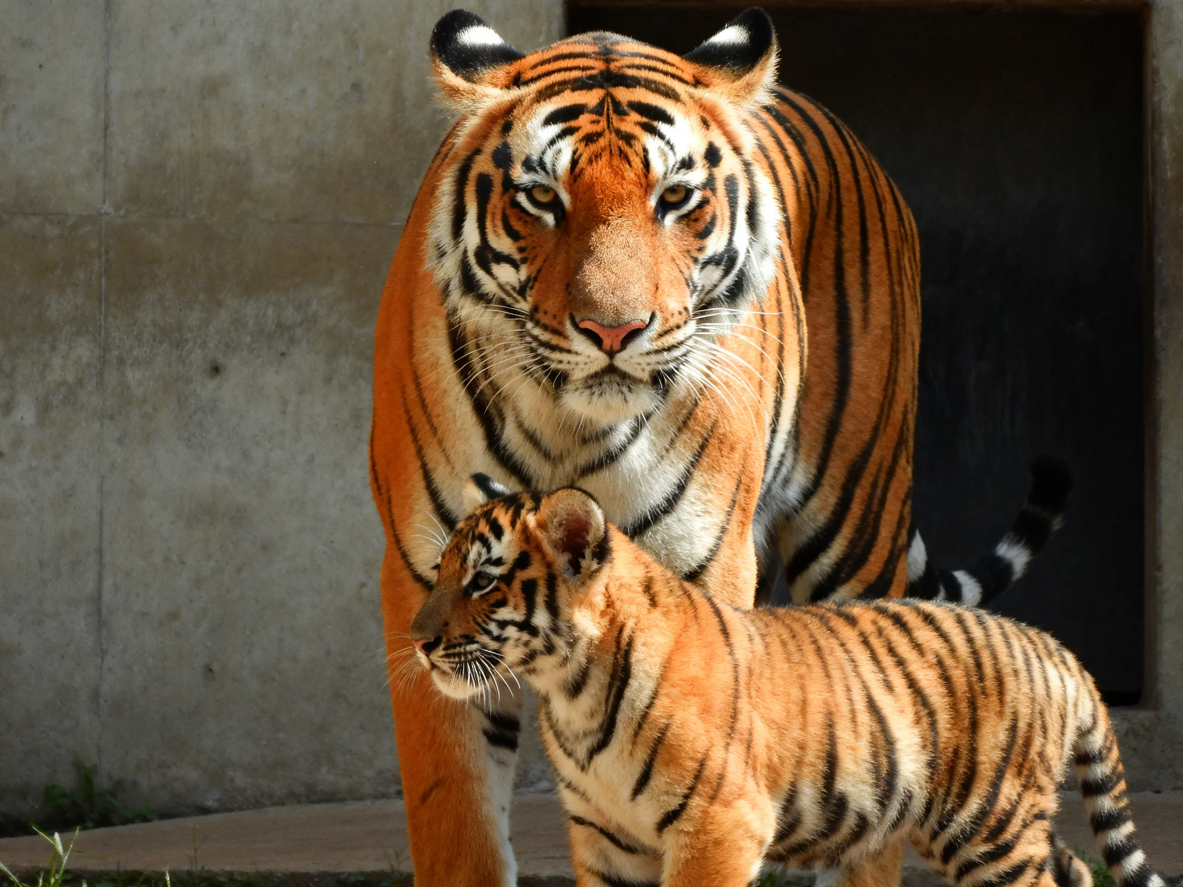 An adult tiger stands beside its cub near a concrete structure.