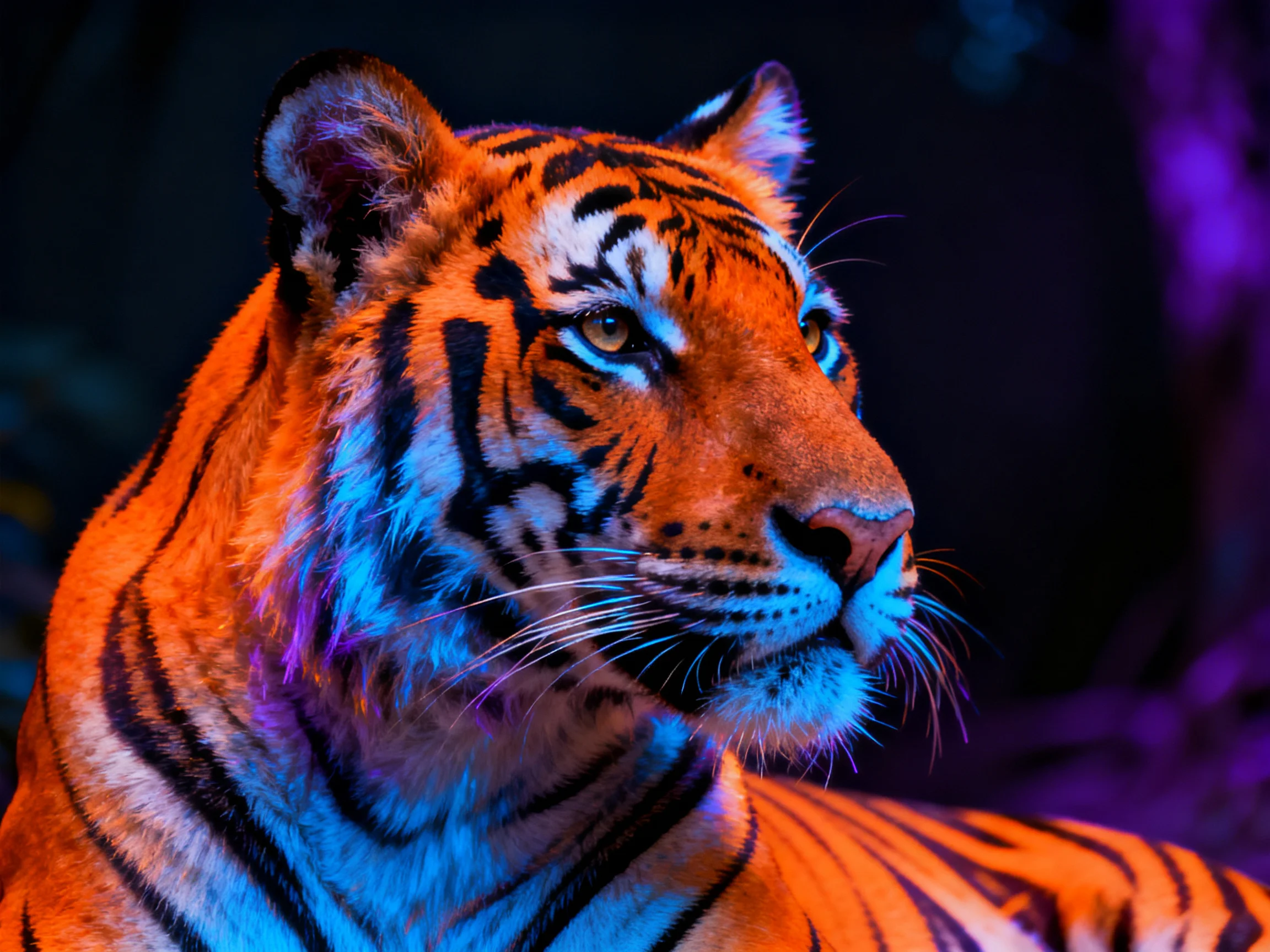 Artistically lit tiger showcases colorful illumination.