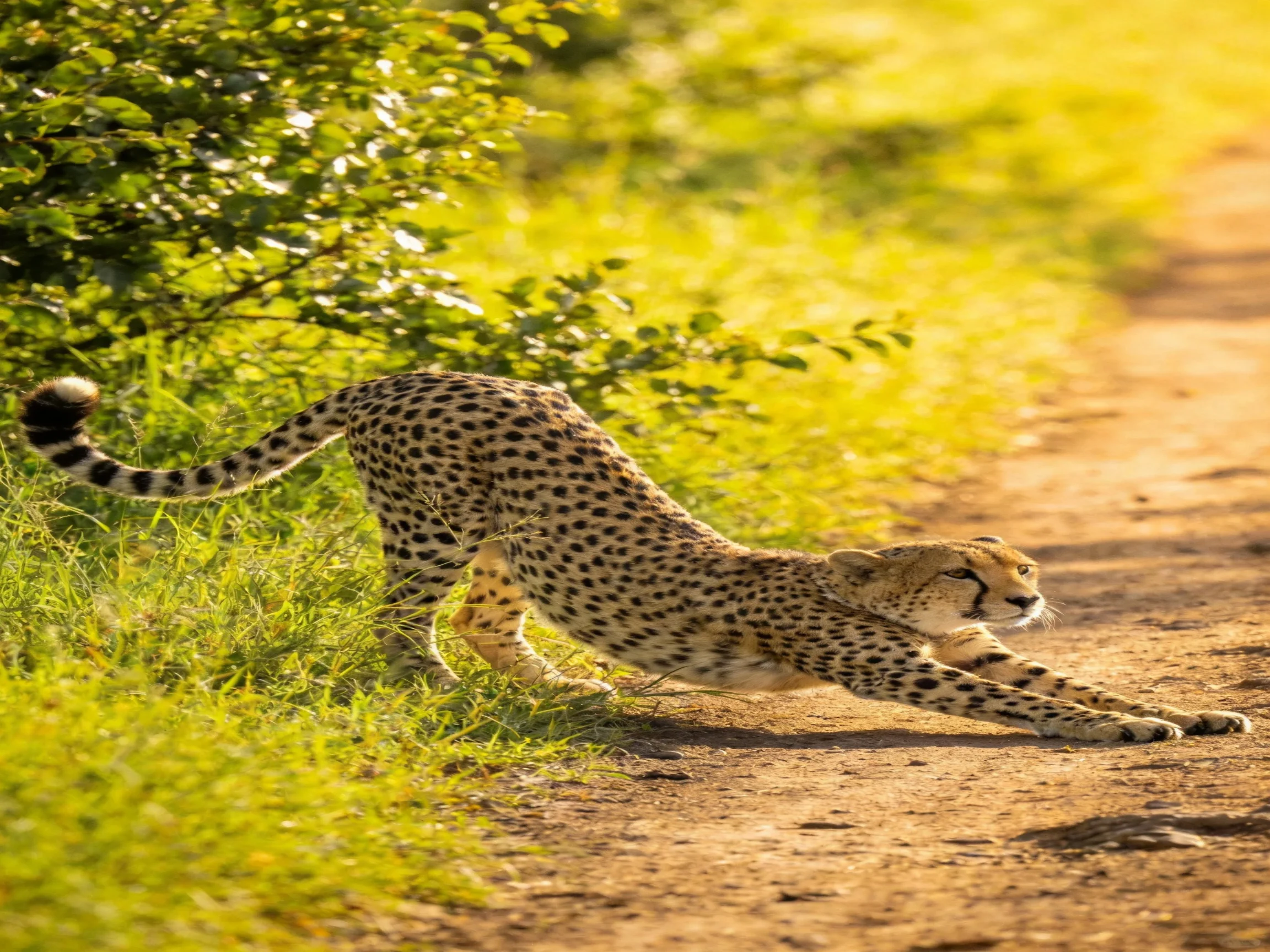 A cheetah stretches forward along a sunlit dirt path bordered by vegetation.
