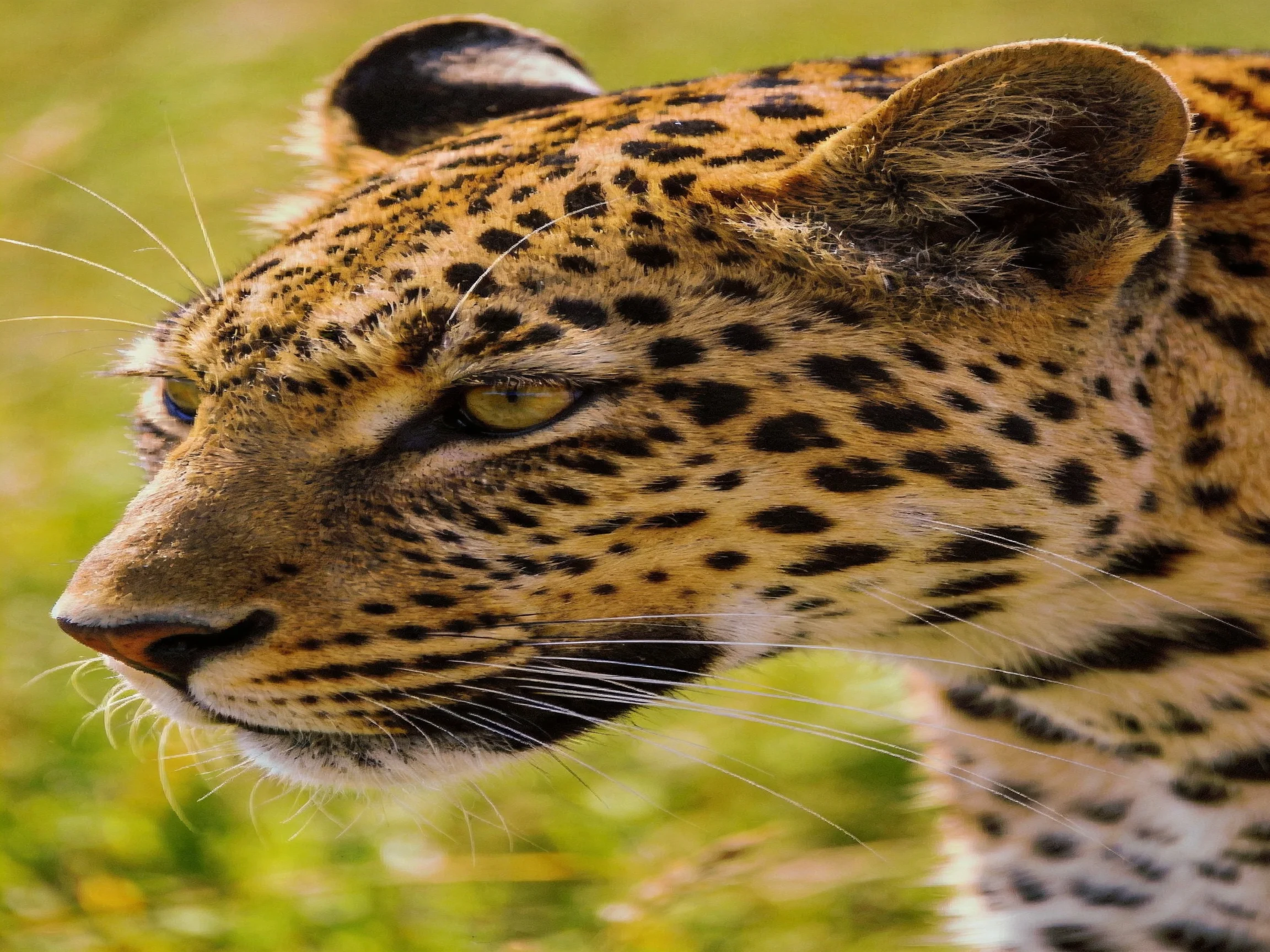 Close - up of a leopard with a spotted coat and golden eyes