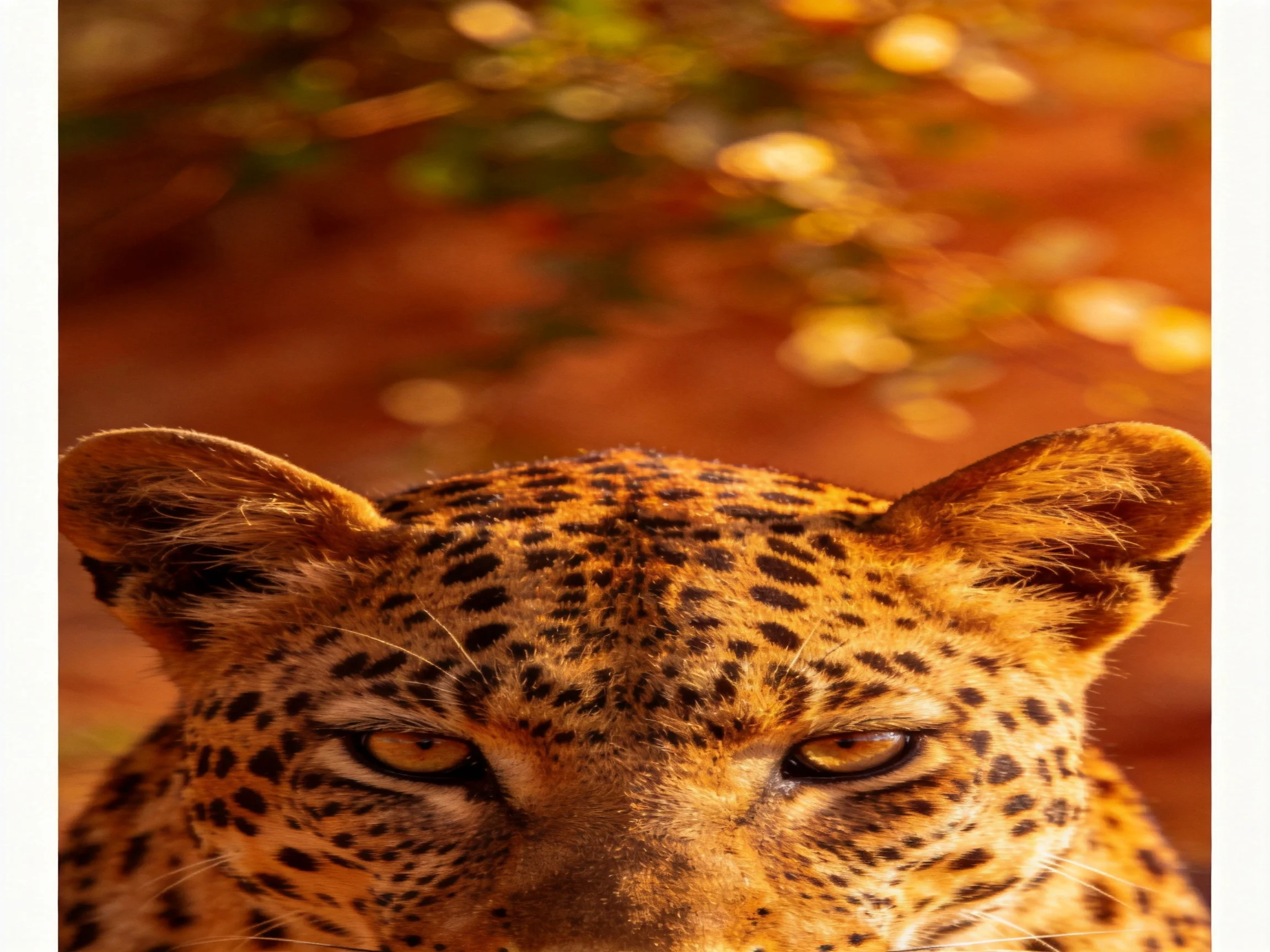 A close - up of a leopard’s face with golden eyes and spotted fur on an orange backdrop.