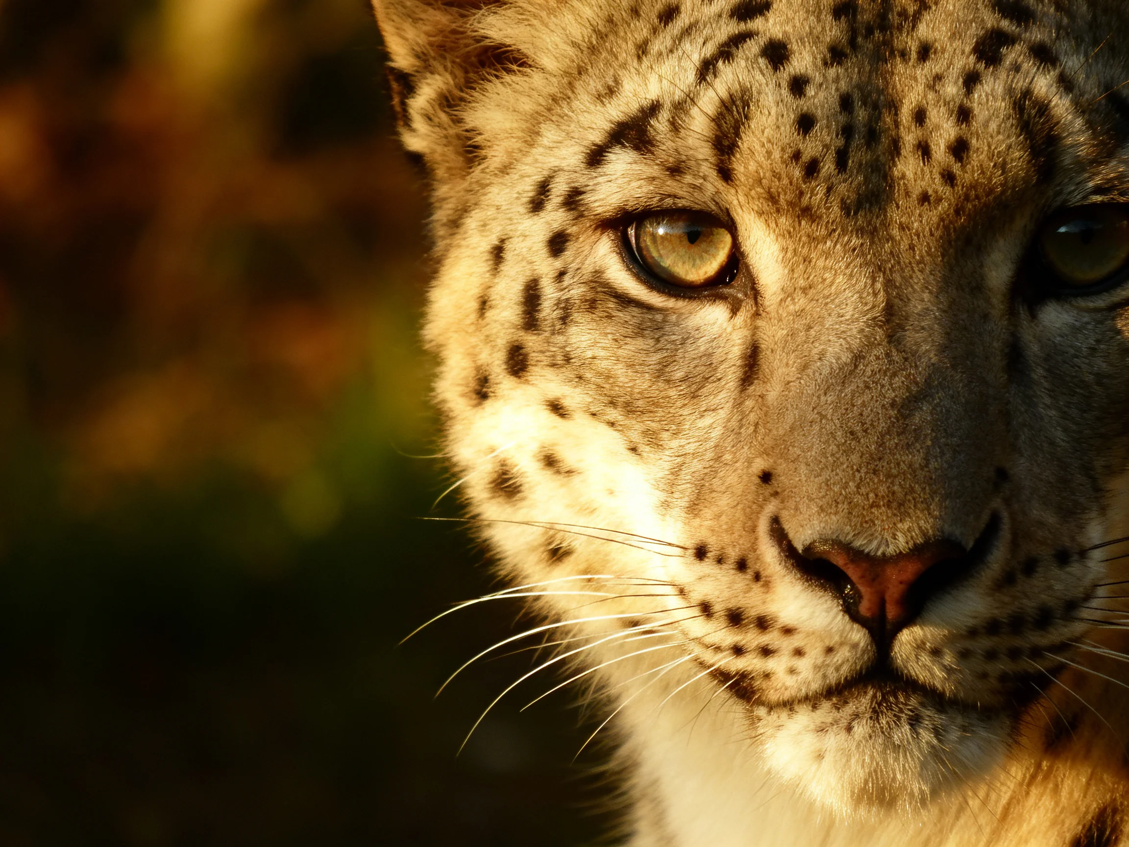 A close - up shows a spotted wild cat with golden eyes in warm natural light.