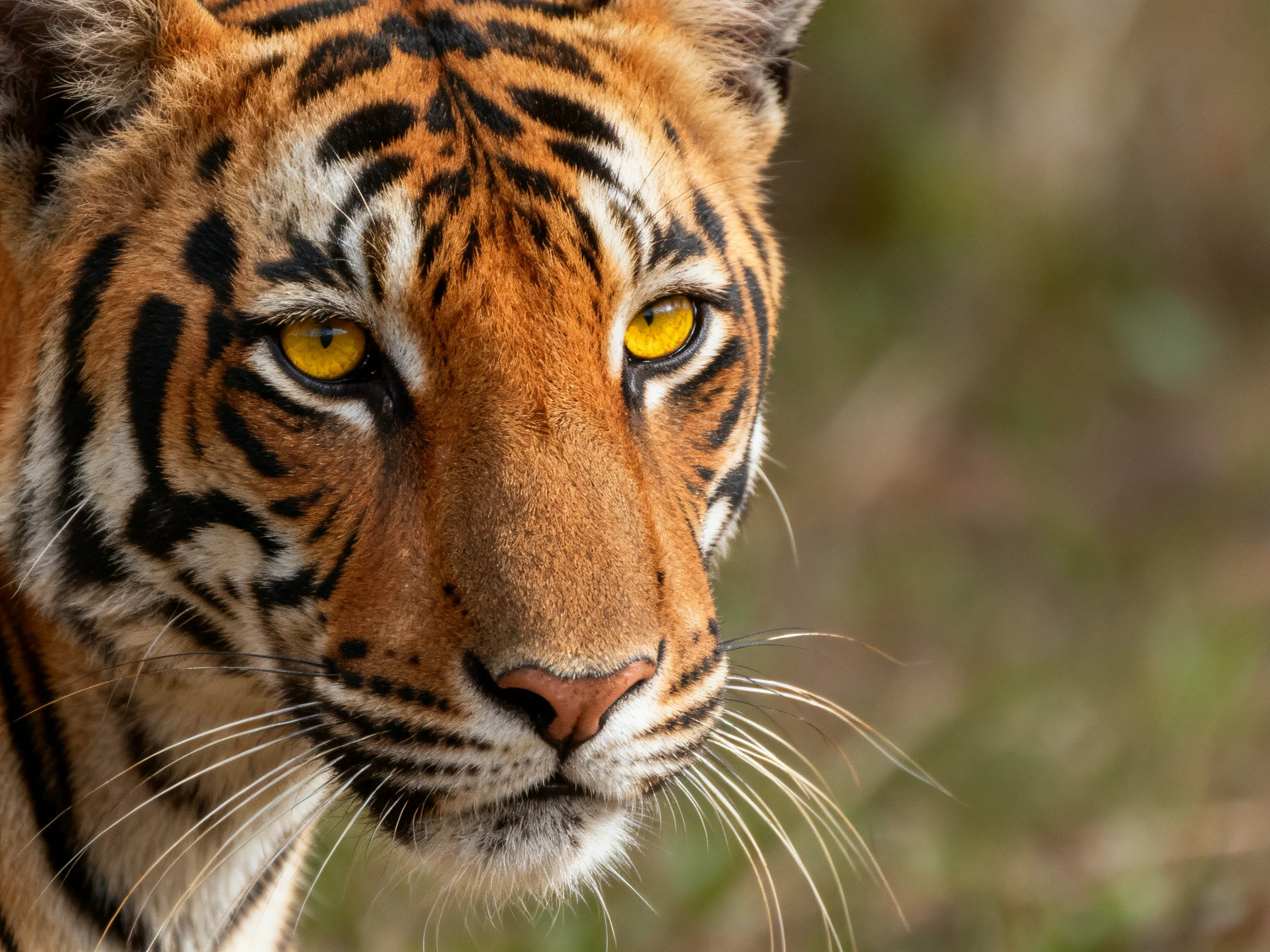 A close - up of a tiger showcasing its vibrant orange fur and bold black stripes.