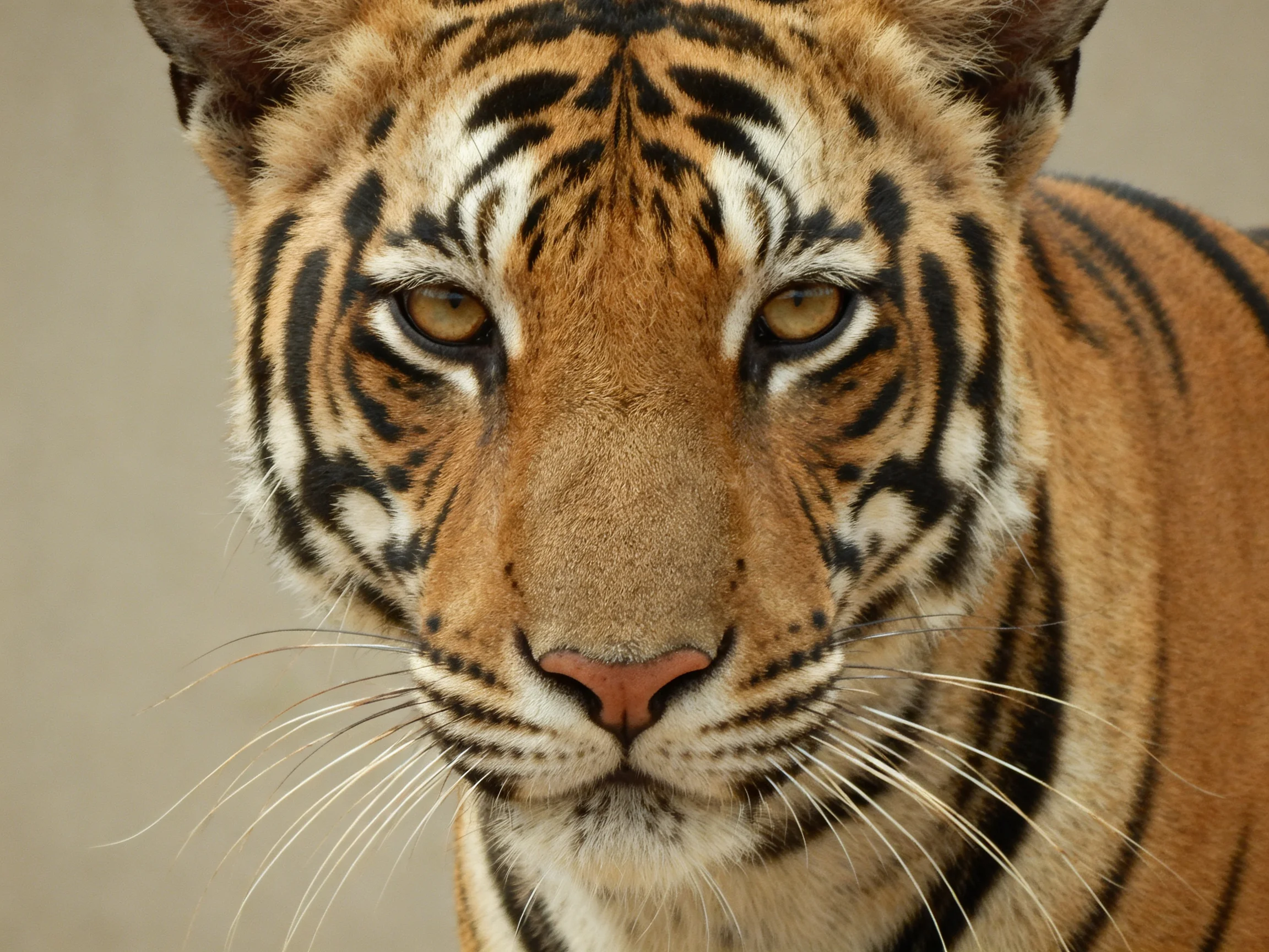 A close - up portrait of a tiger with bold black stripes and golden fur.