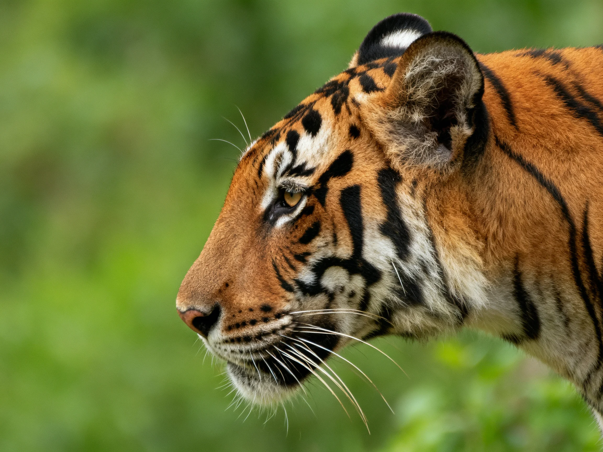 Close - up profile of an orange tiger with distinct black stripes