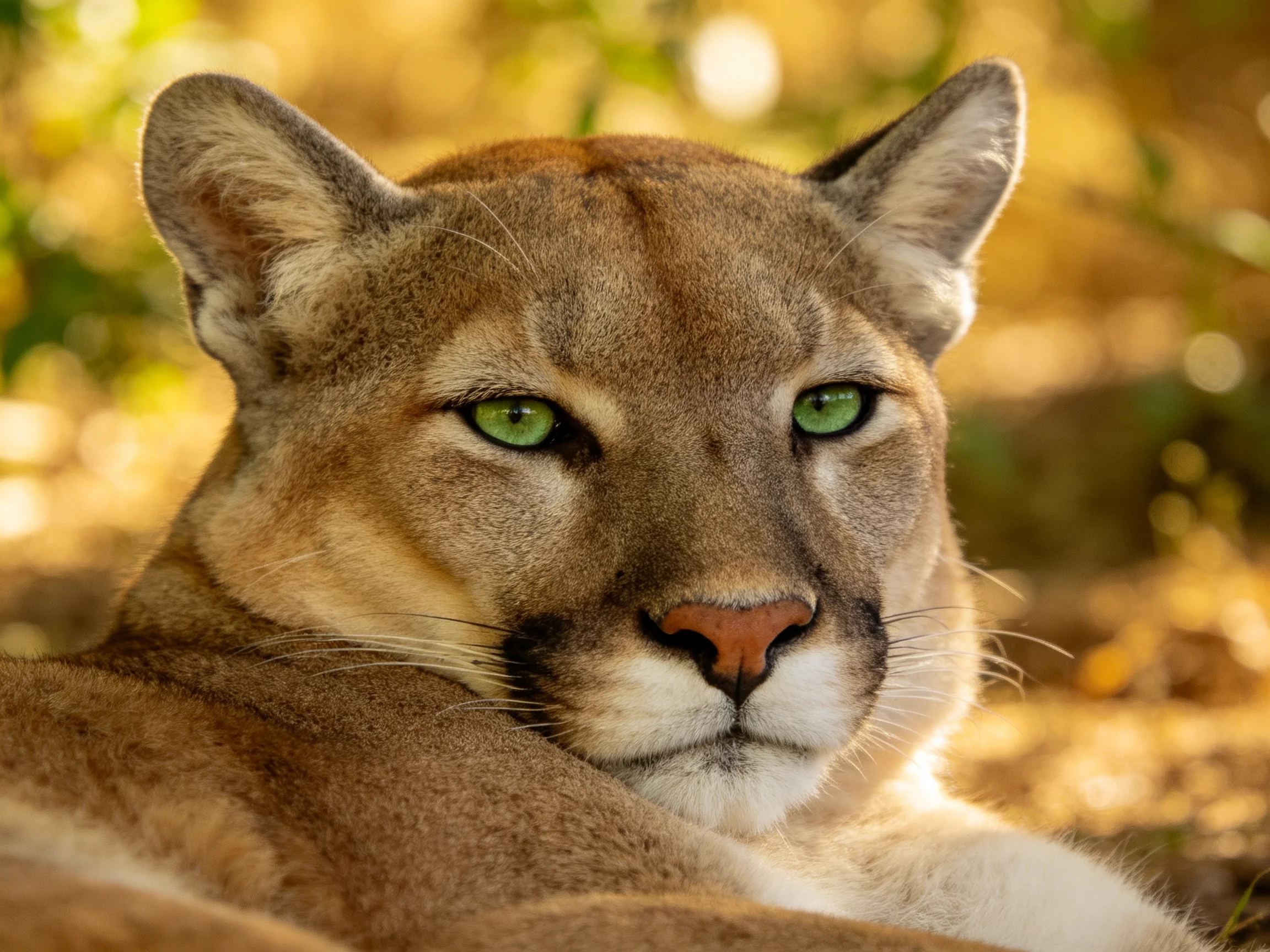 Close-up of a cougar with vivid green eyes in sunlit surroundings