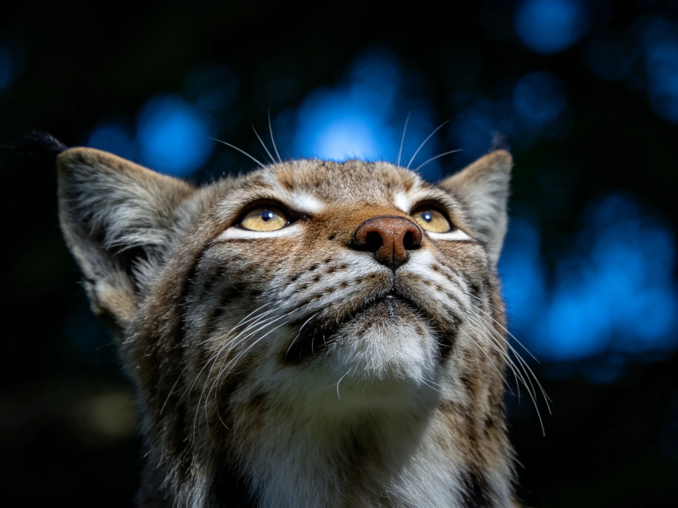 A lynx with amber eyes gazes upward in a scene with dark blue blurred surroundings.