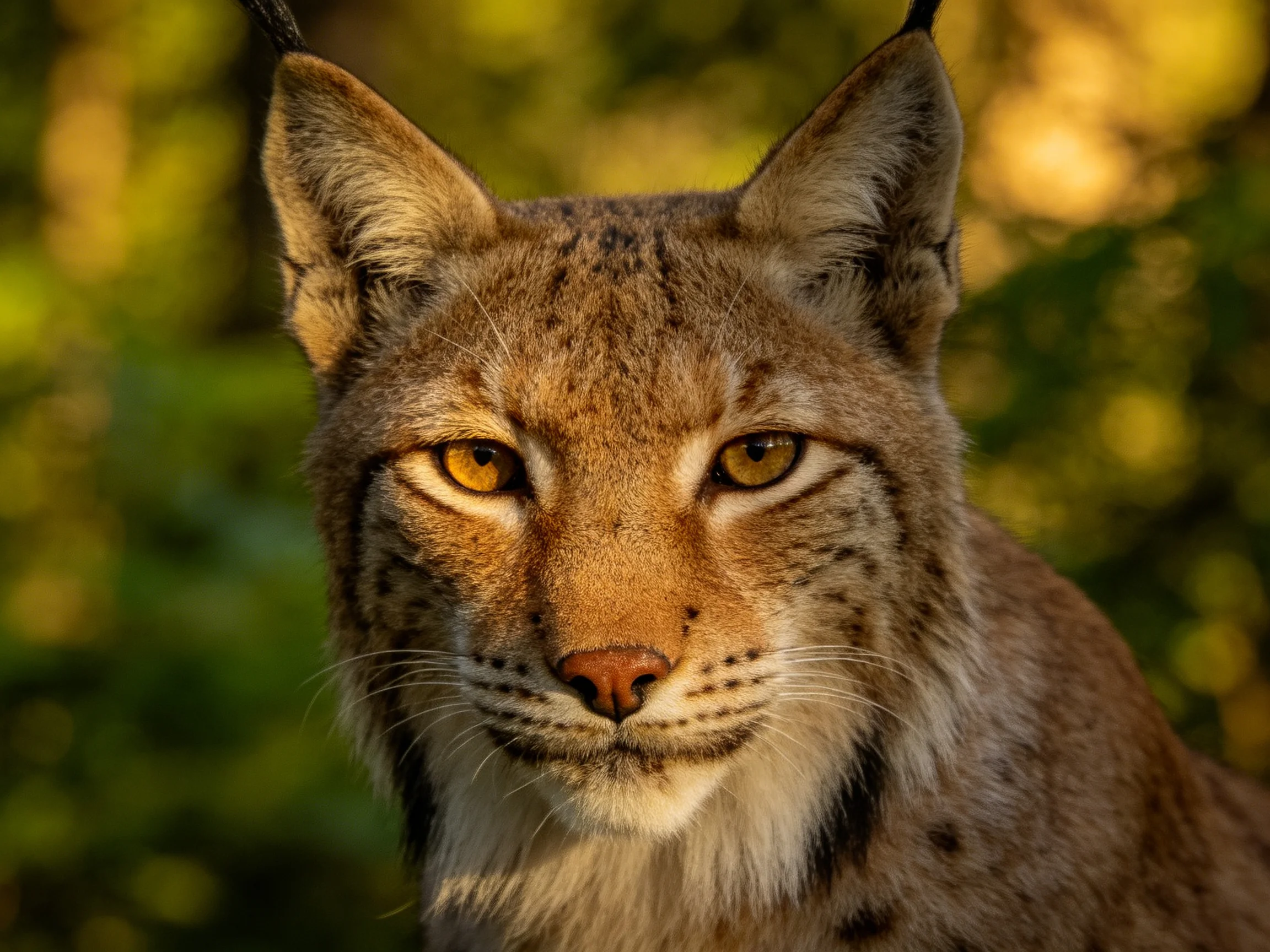 A lynx with golden eyes is shown up close amid a blurred green forest setting.