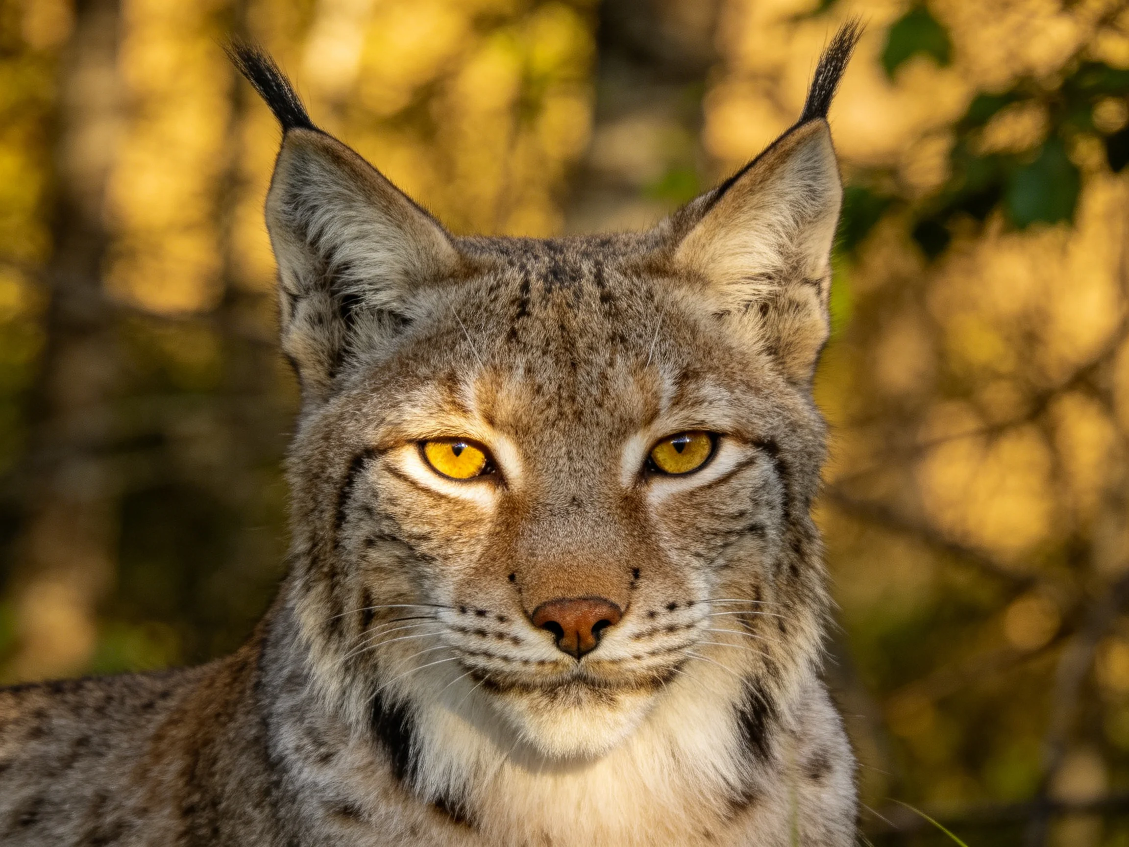 A lynx with golden eyes is depicted in a sunlit forest setting.