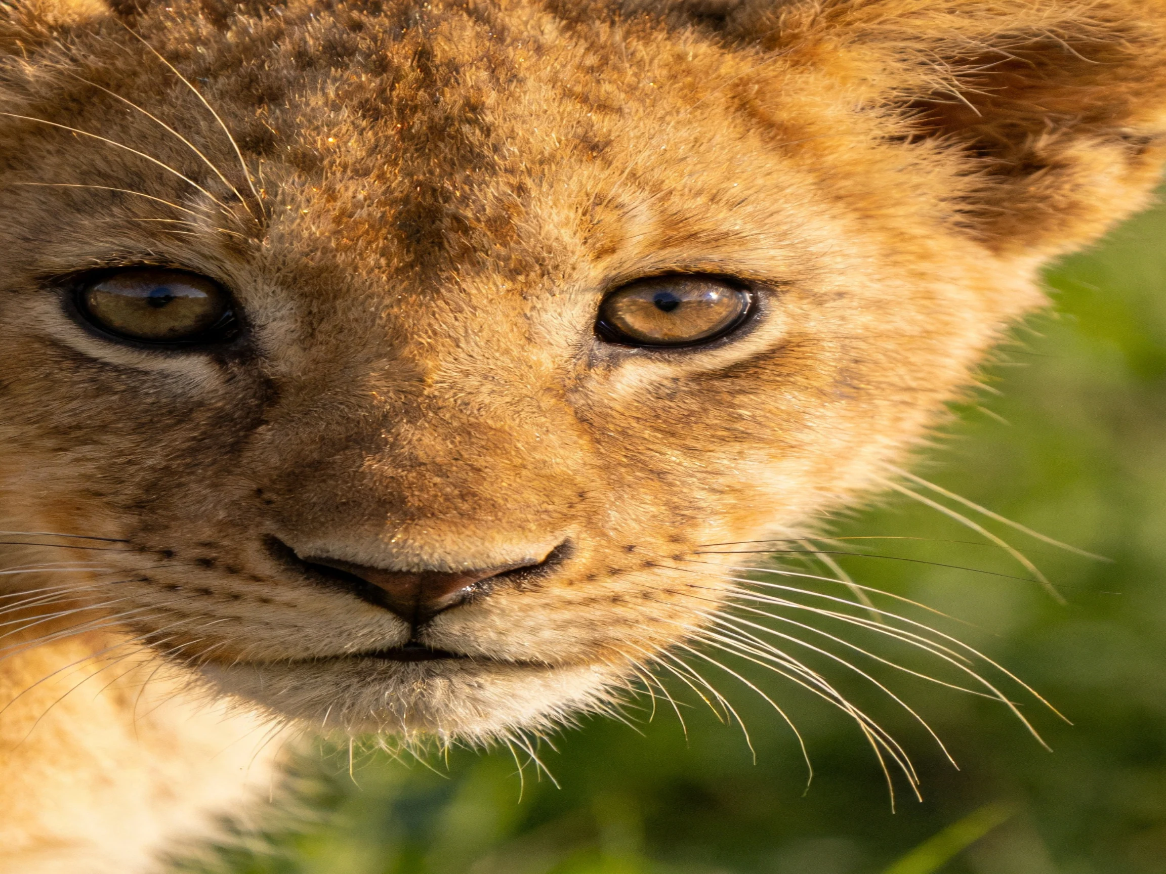 A young lion cub looks directly at the camera with striking eyes.
