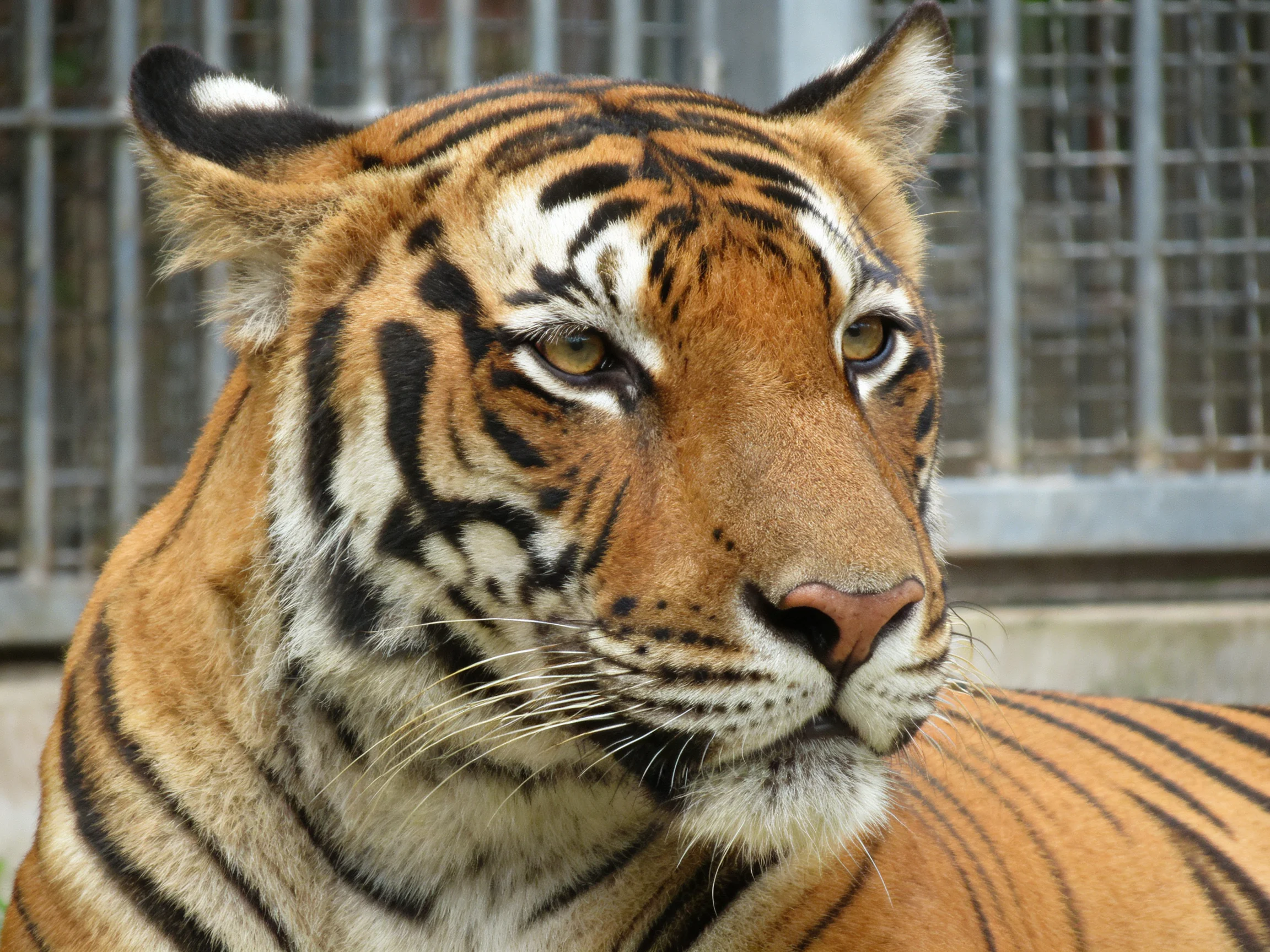 Close-up of an orange tiger with bold black stripes
