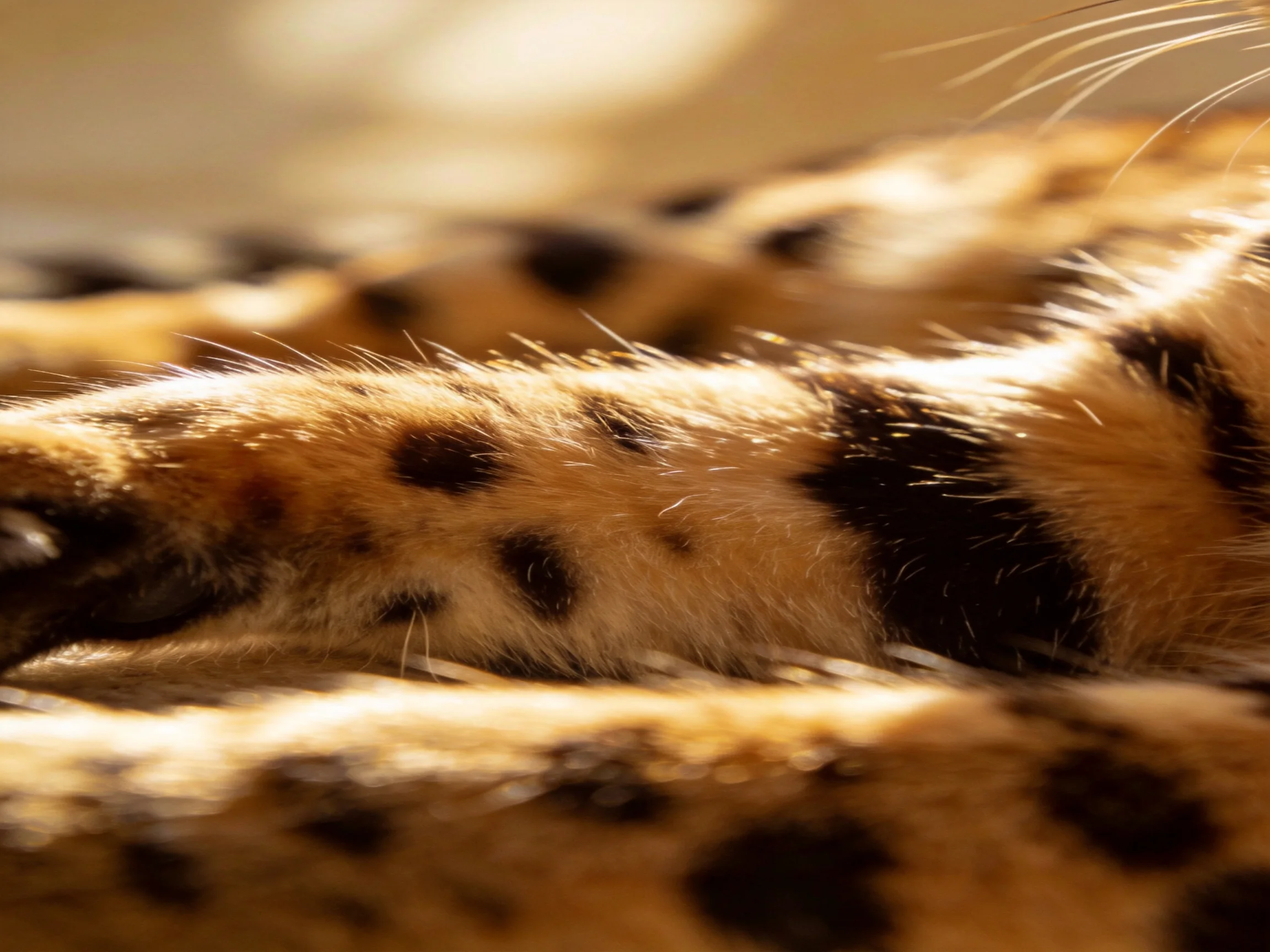 Spotted feline paws cluster together in a softly illuminated setting.