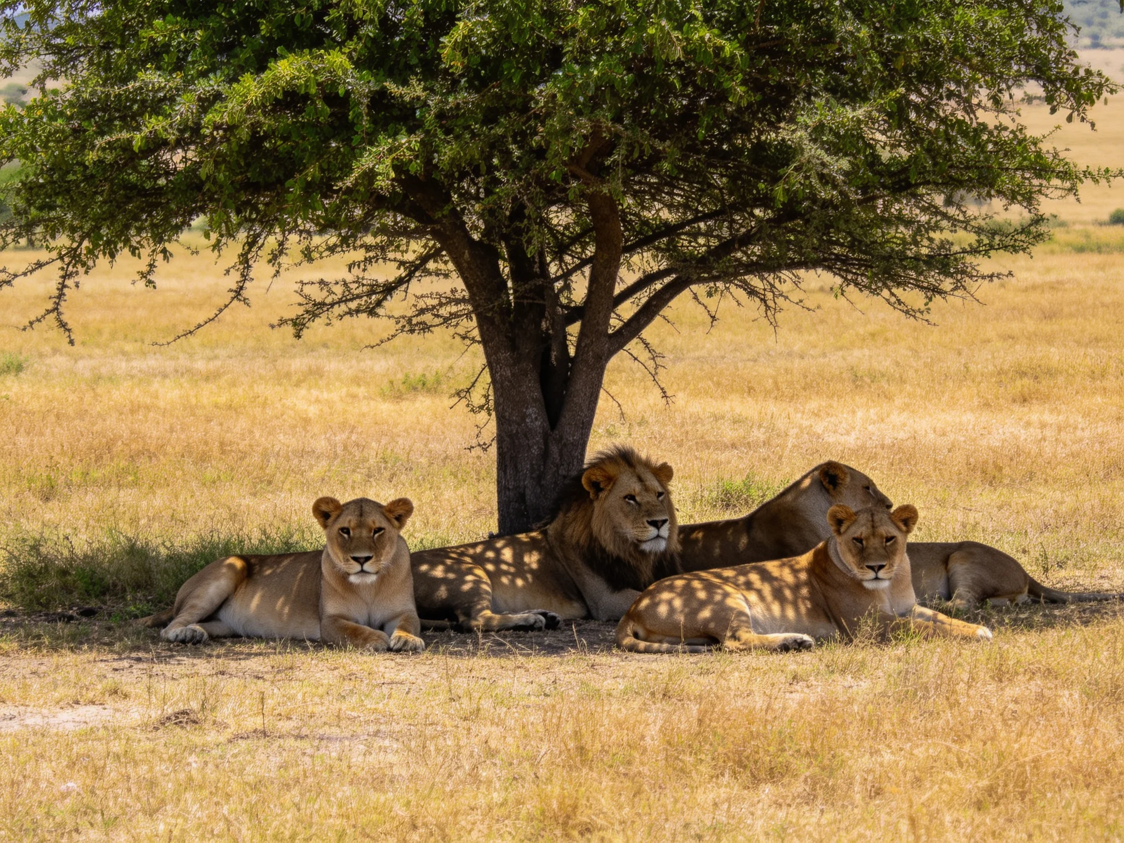 Lions rest together under a tree in a sunlit savannah landscape.