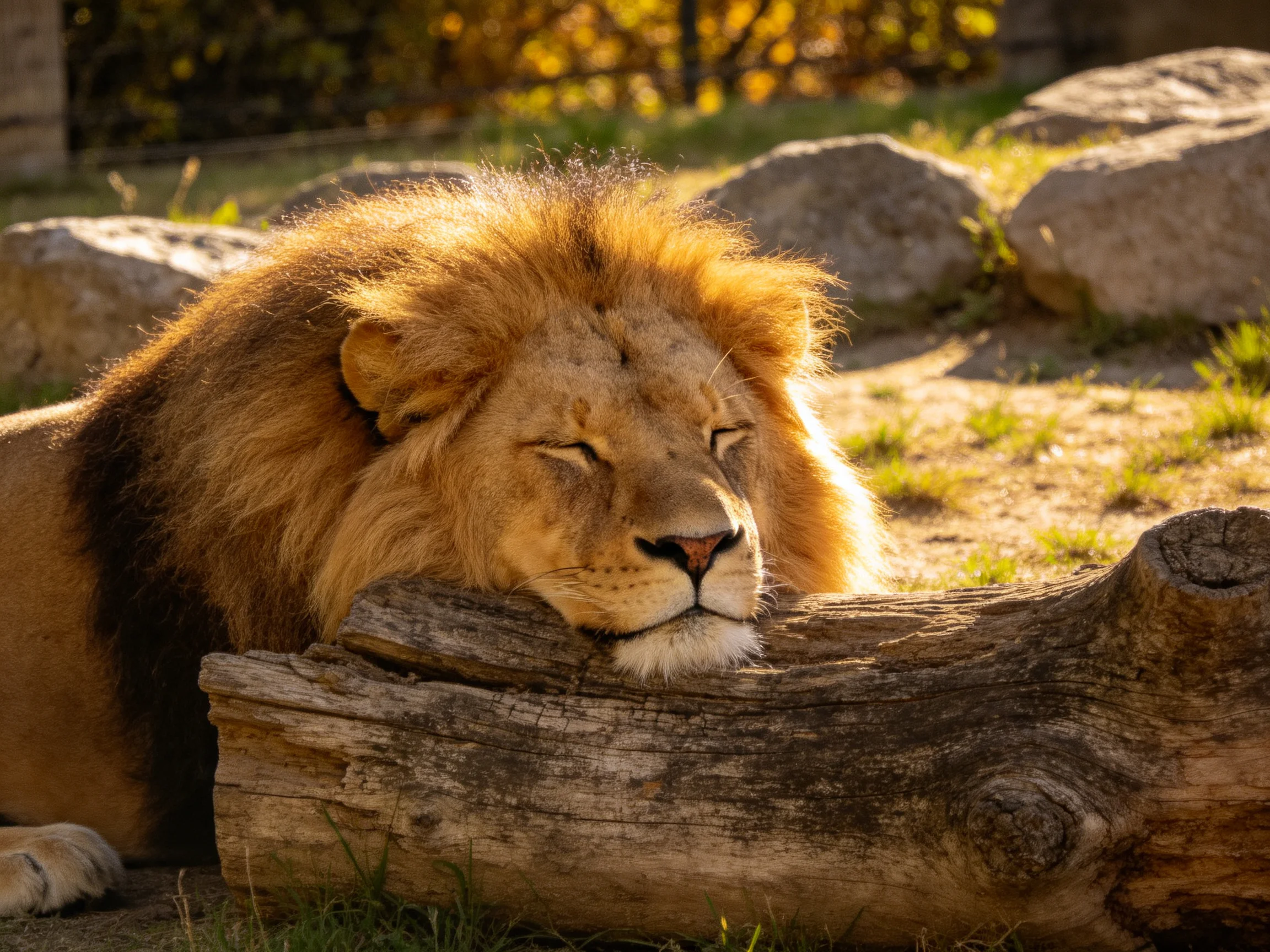 A golden lion rests on a log surrounded by rocks in a sunny setting.