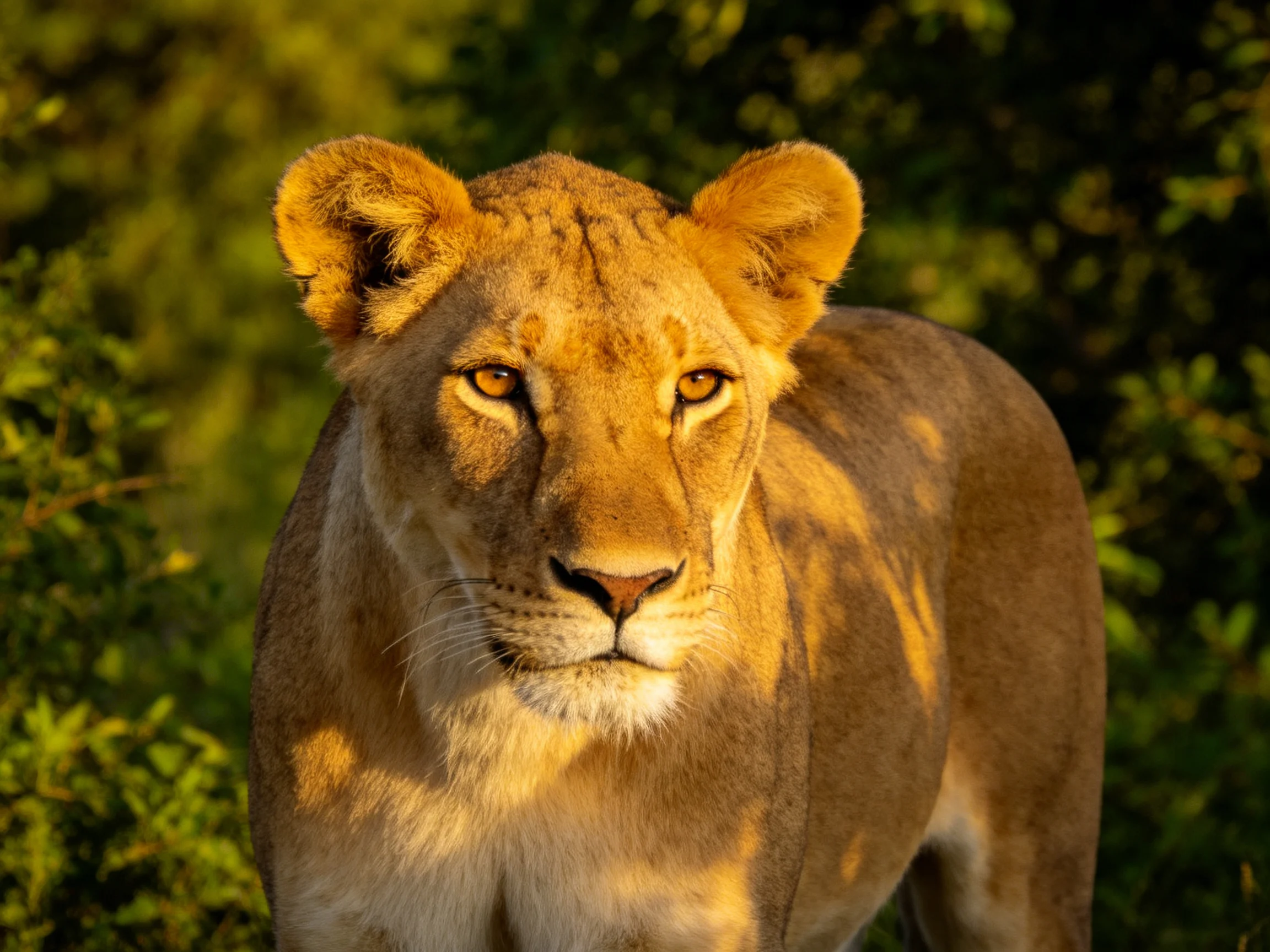 Golden lioness in lush green foliage under warm sunlight