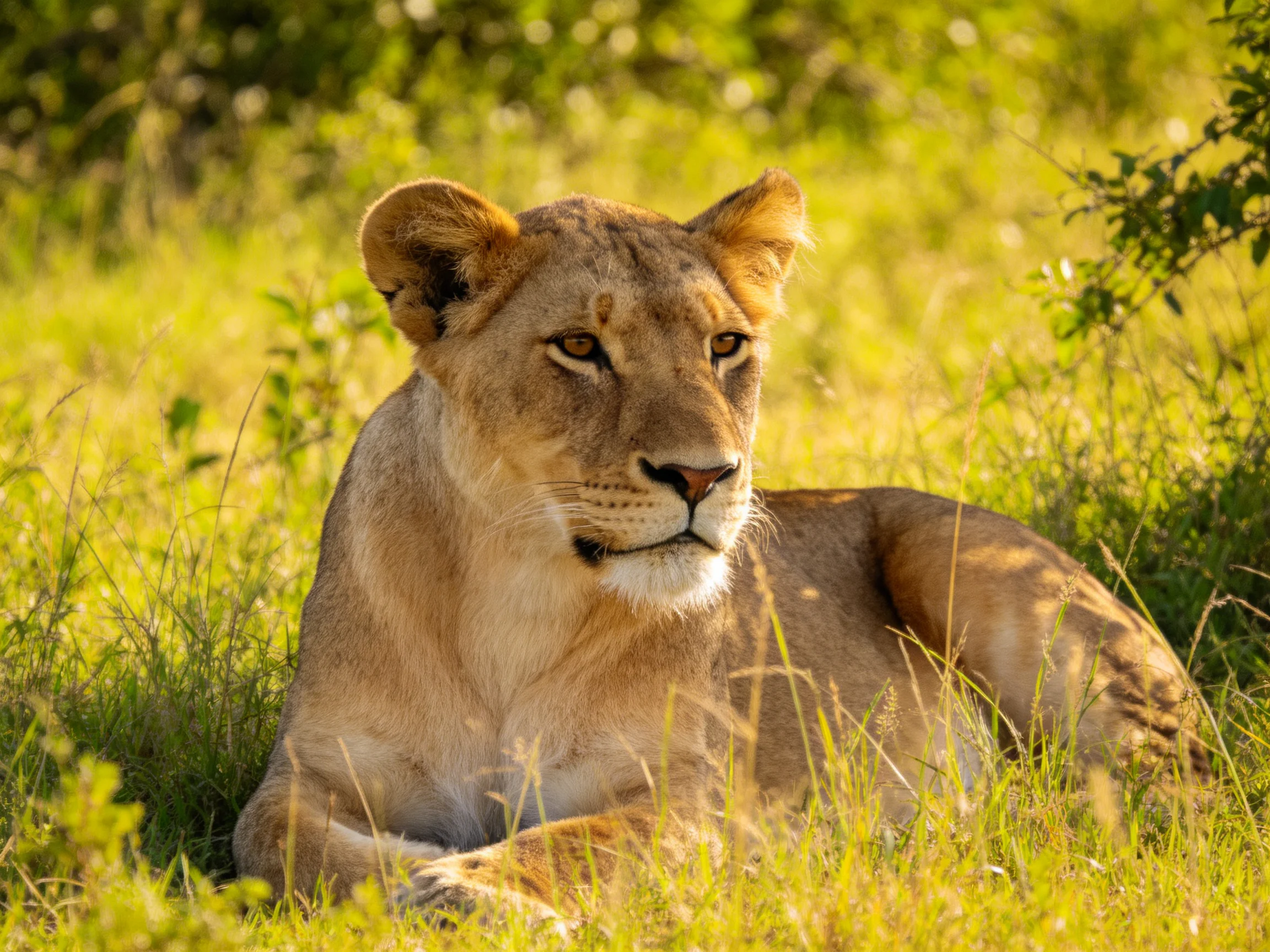 A golden lioness relaxes in sunlit savannah grass.