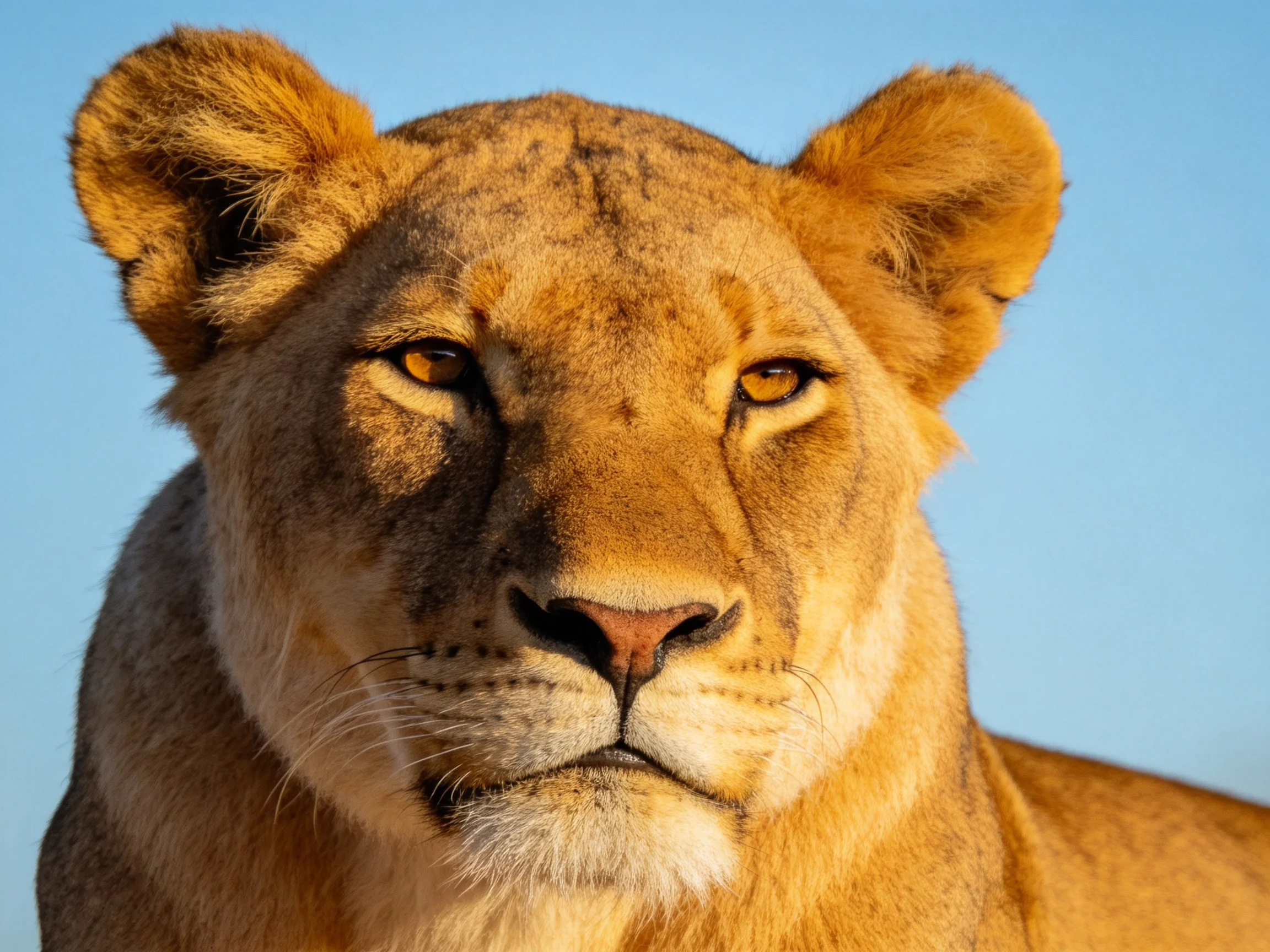 A golden lioness gazes calmly against a clear blue sky.