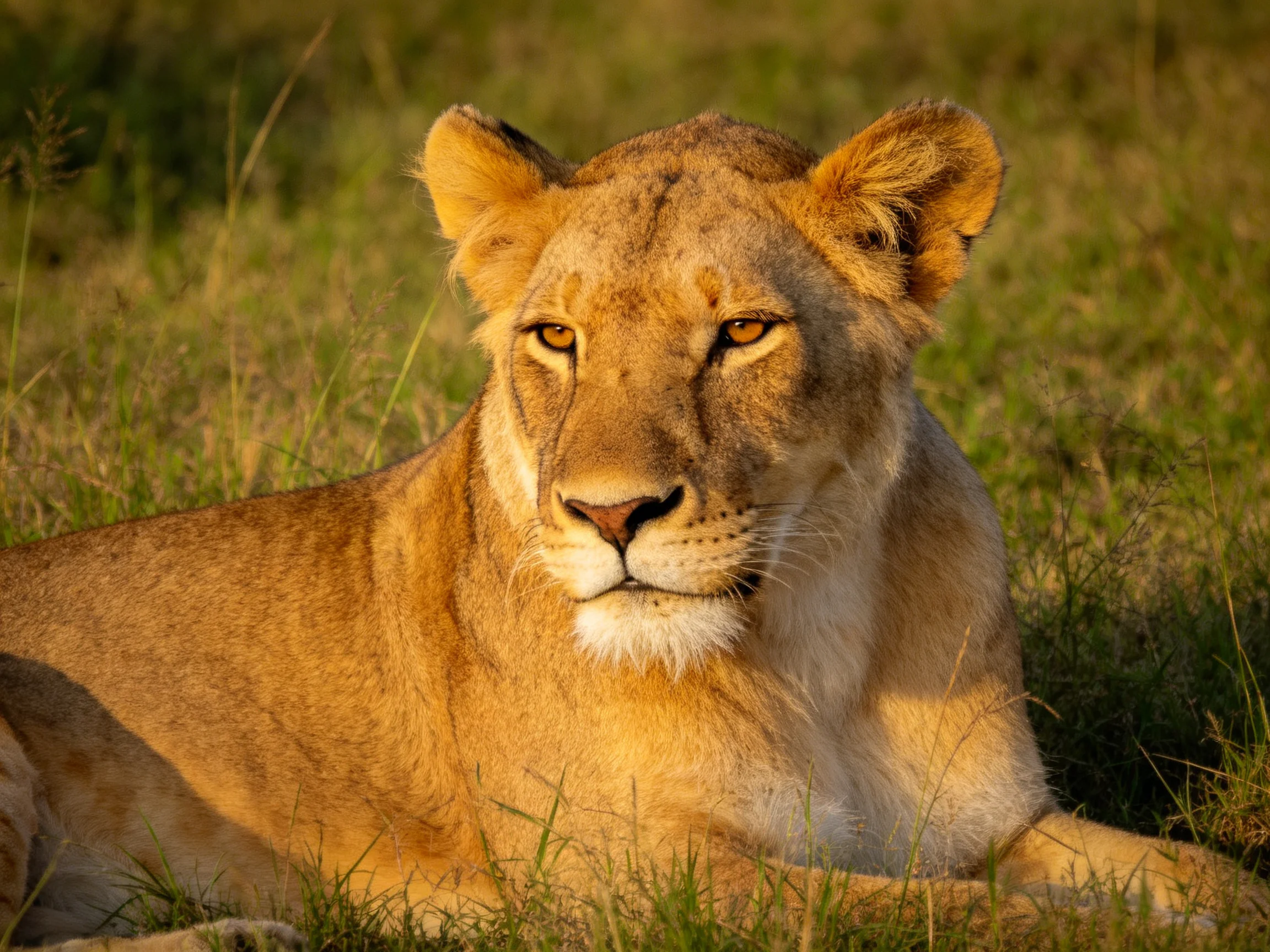 Golden lioness resting in sunlit savannah grasses