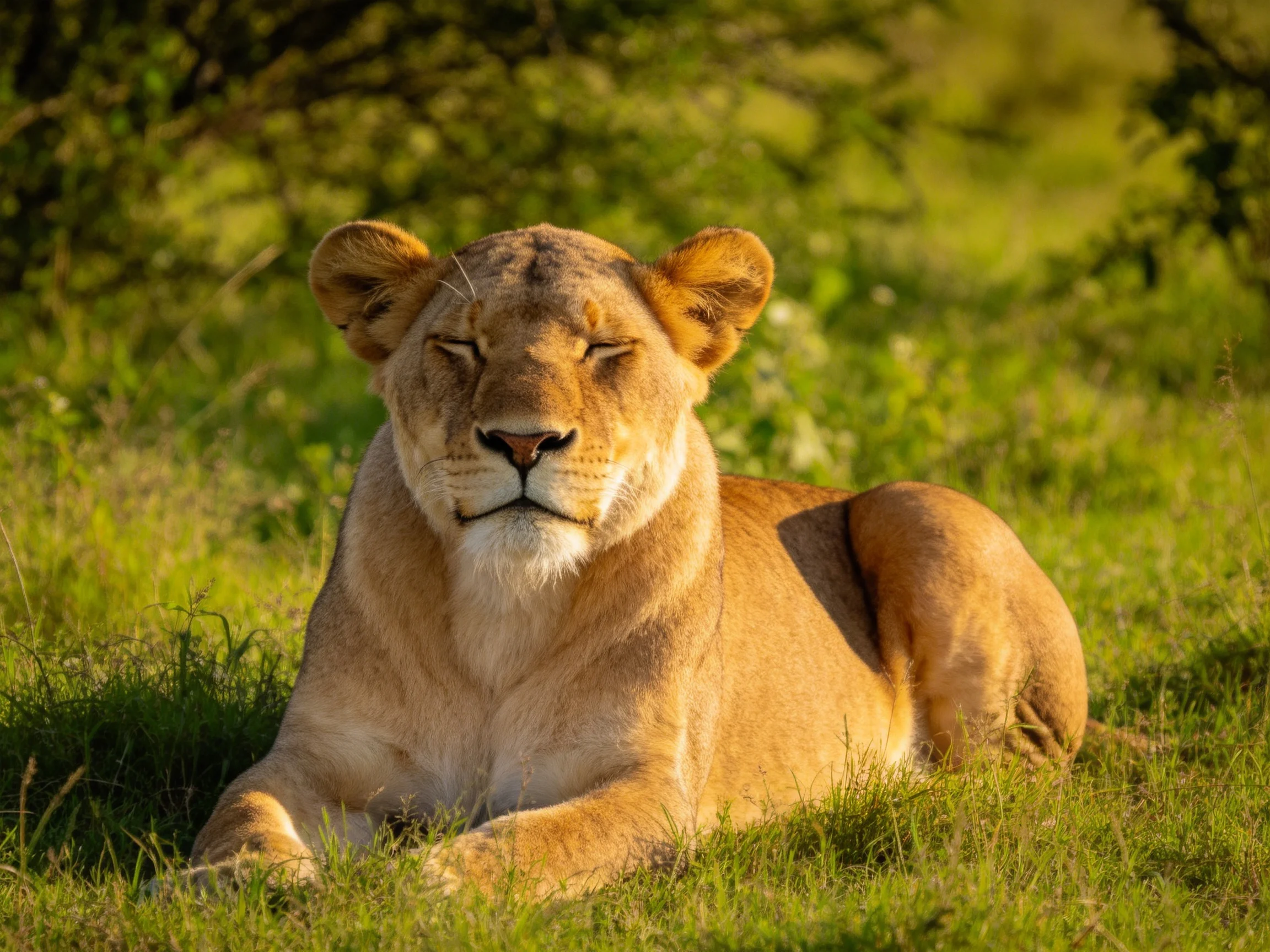A golden lioness relaxes on sunlit green grass in a natural setting.