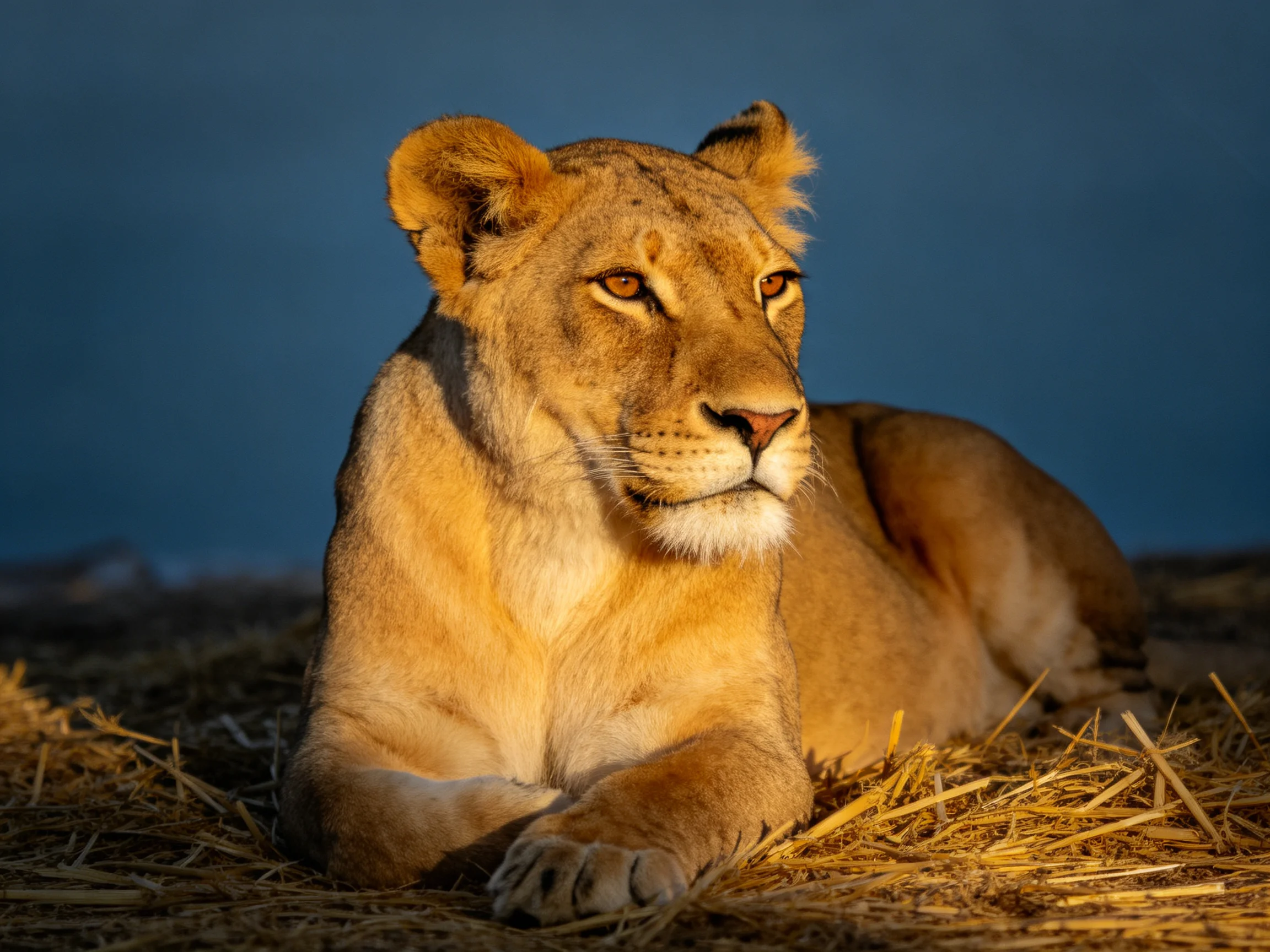 A golden lioness lies on straw under a dark blue sky