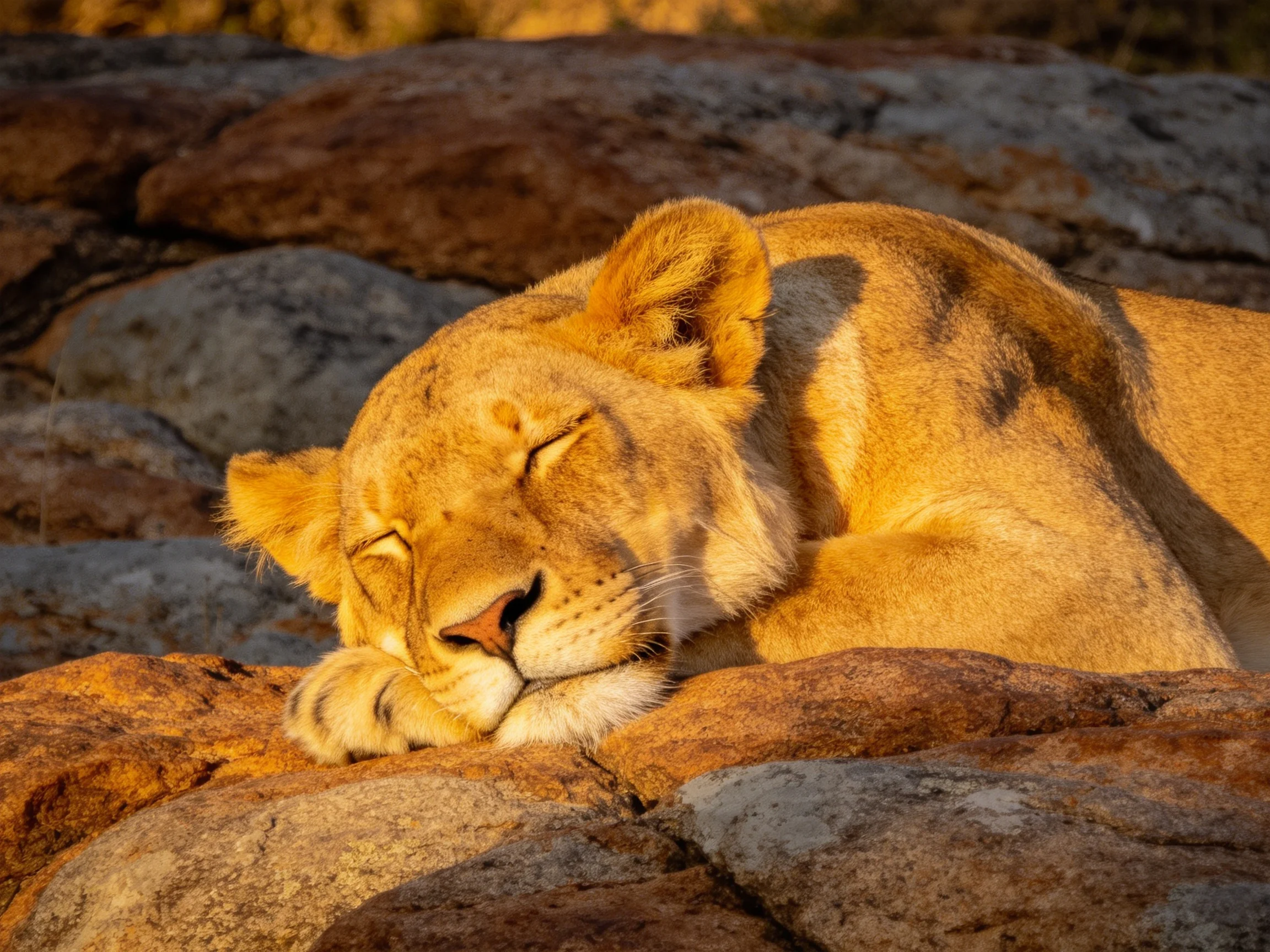 Golden lioness rests on sun-warmed rocks