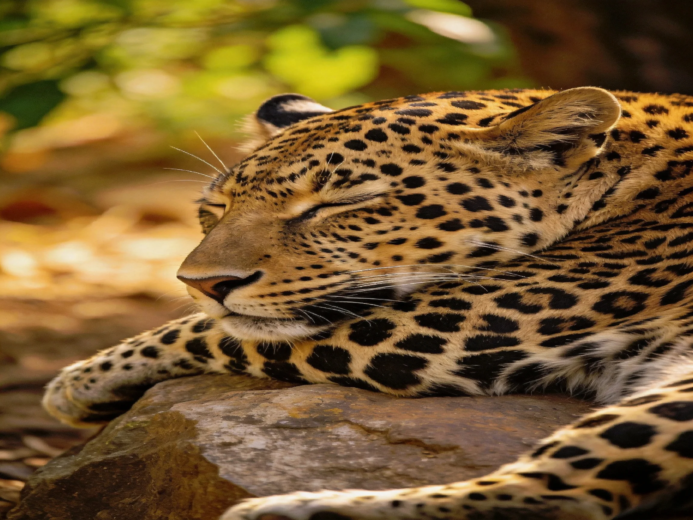 A golden-spotted leopard rests on a brown rock in natural light.