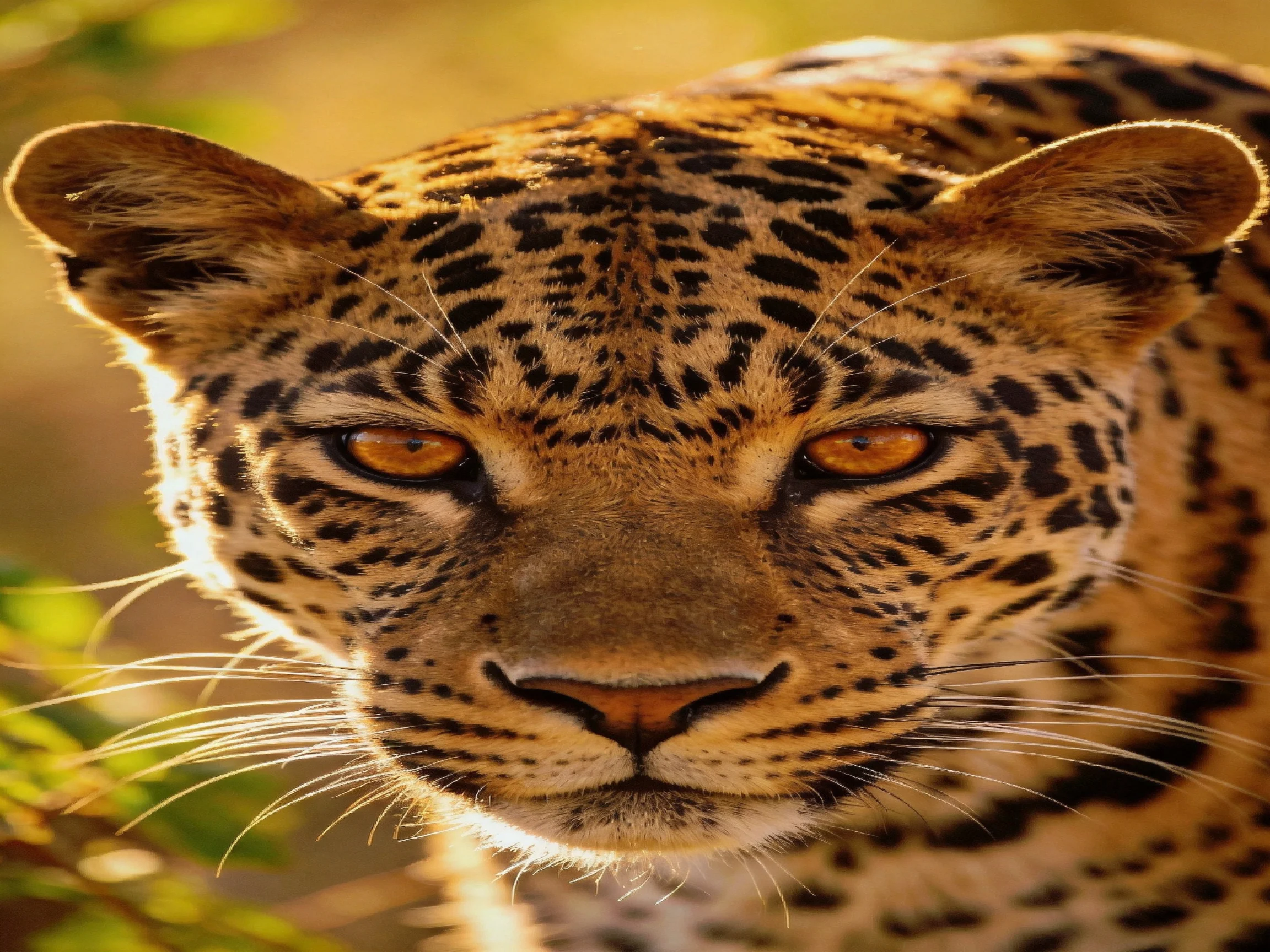 A leopard with golden-spotted fur and amber eyes is shown up close.