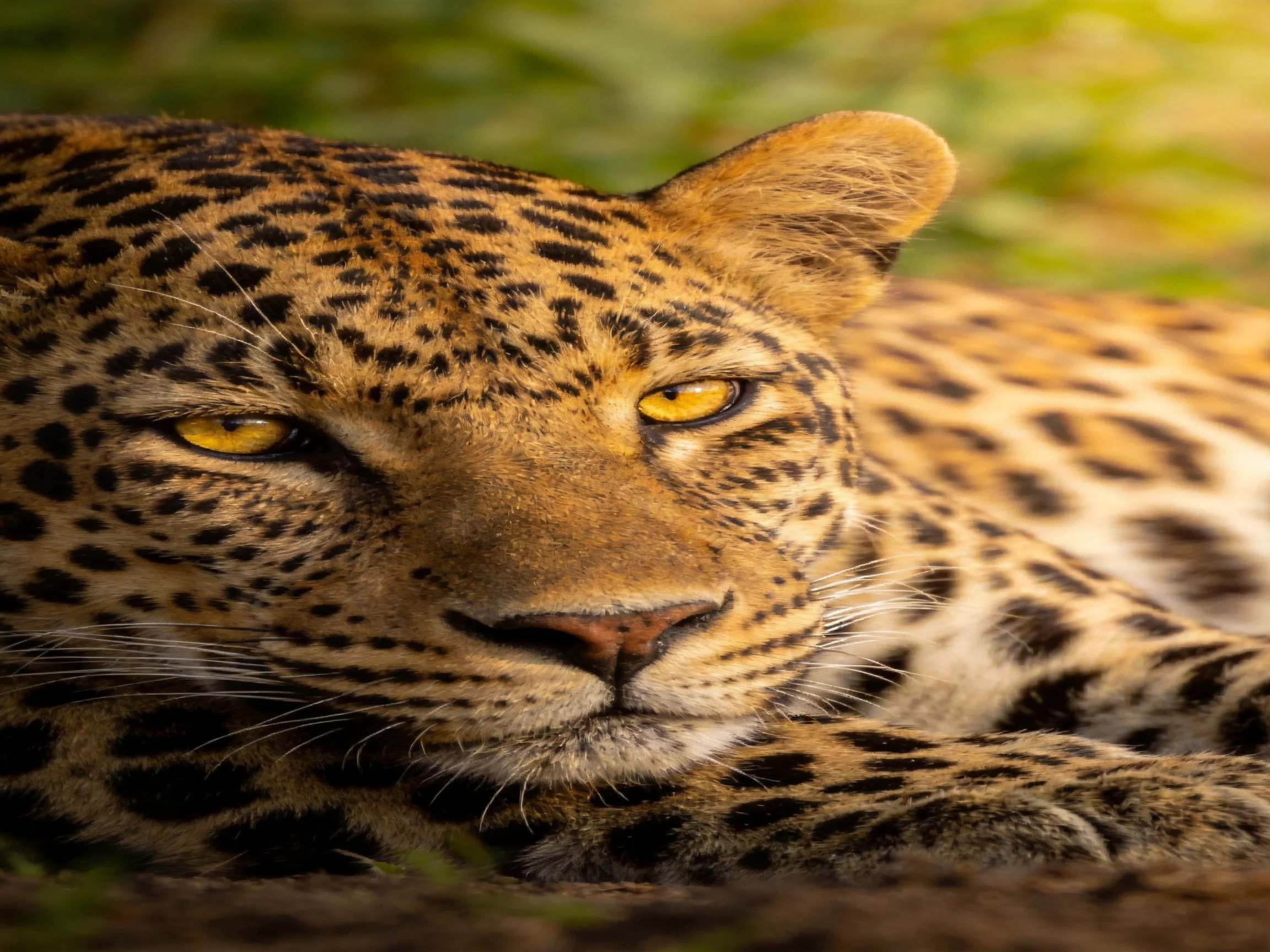 Leopard with spotted fur rests in a sunlit natural setting.