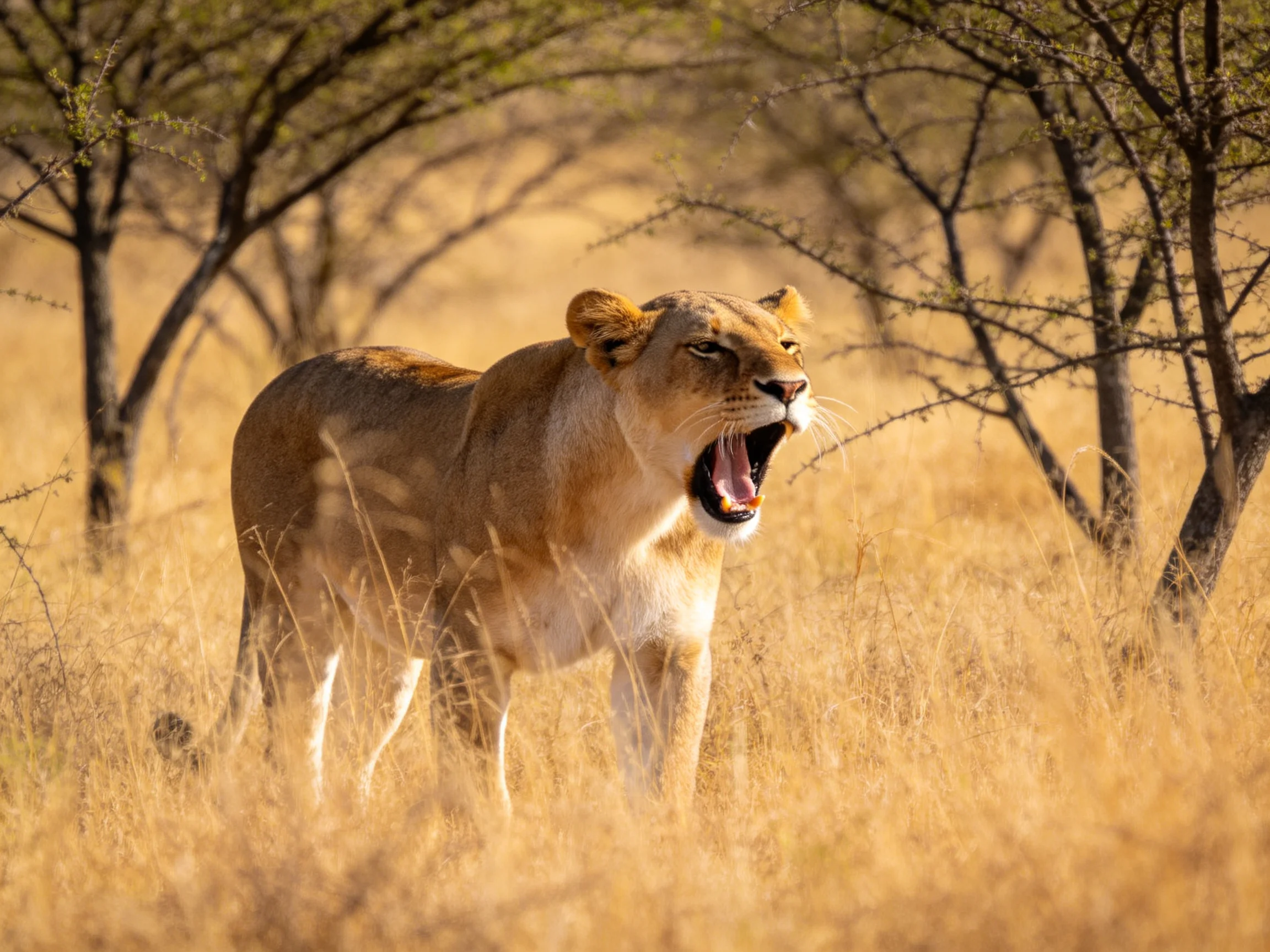 Lioness roaring in golden savannah with scattered acacia trees