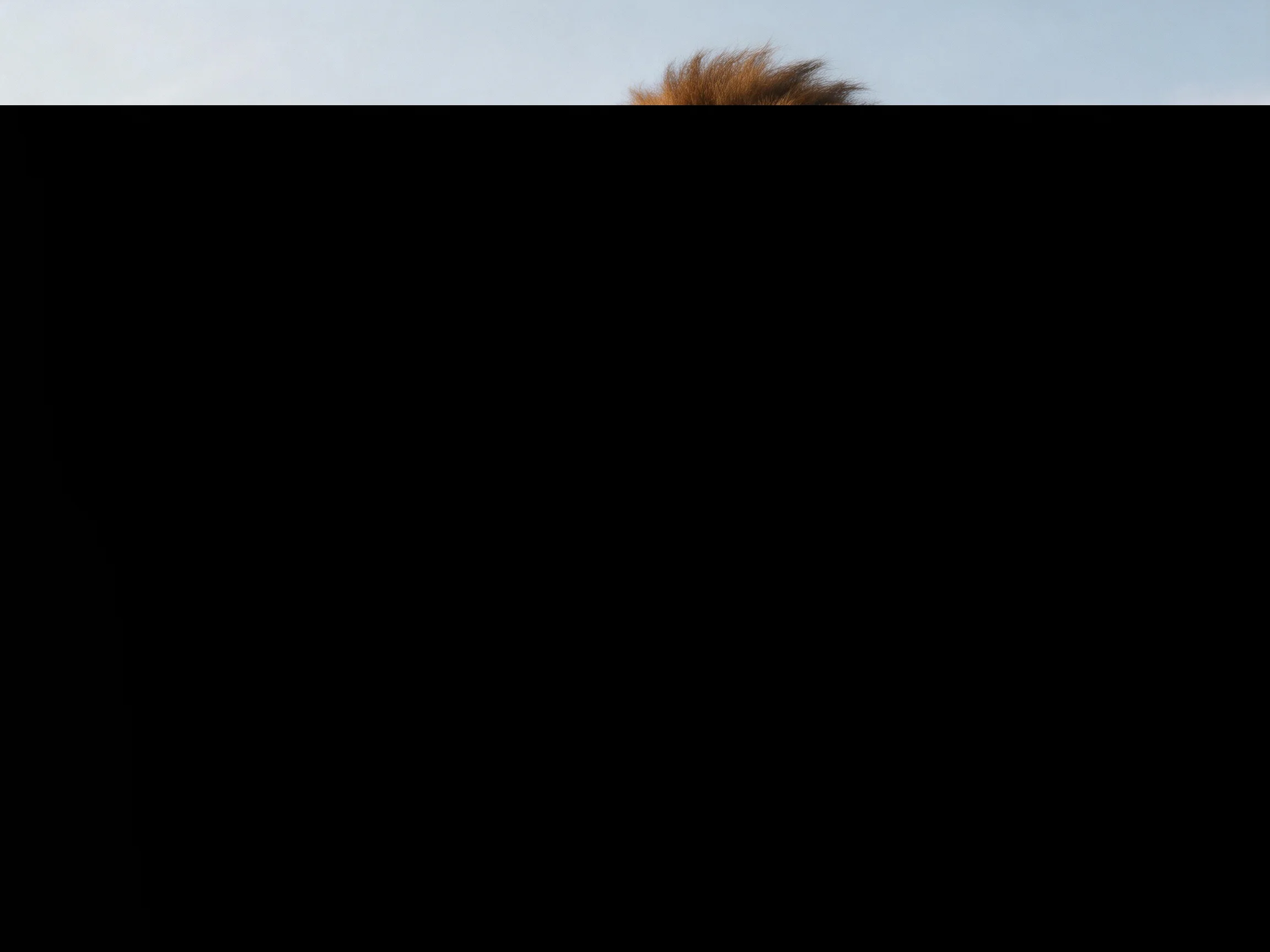 Animal’s brown mane is visible above a large black area.