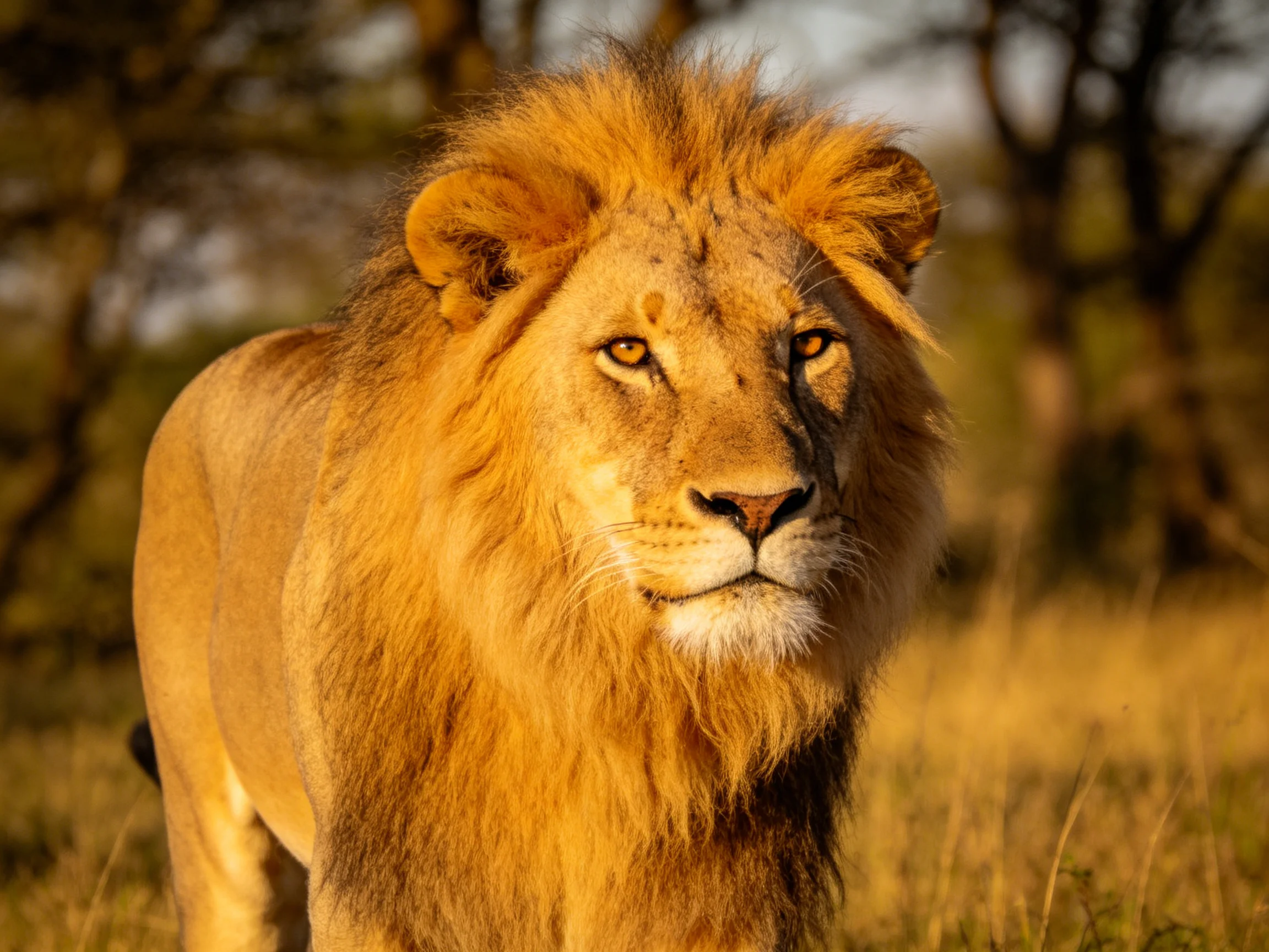 A robust male lion stands in sunlit savannah with a thick golden mane.