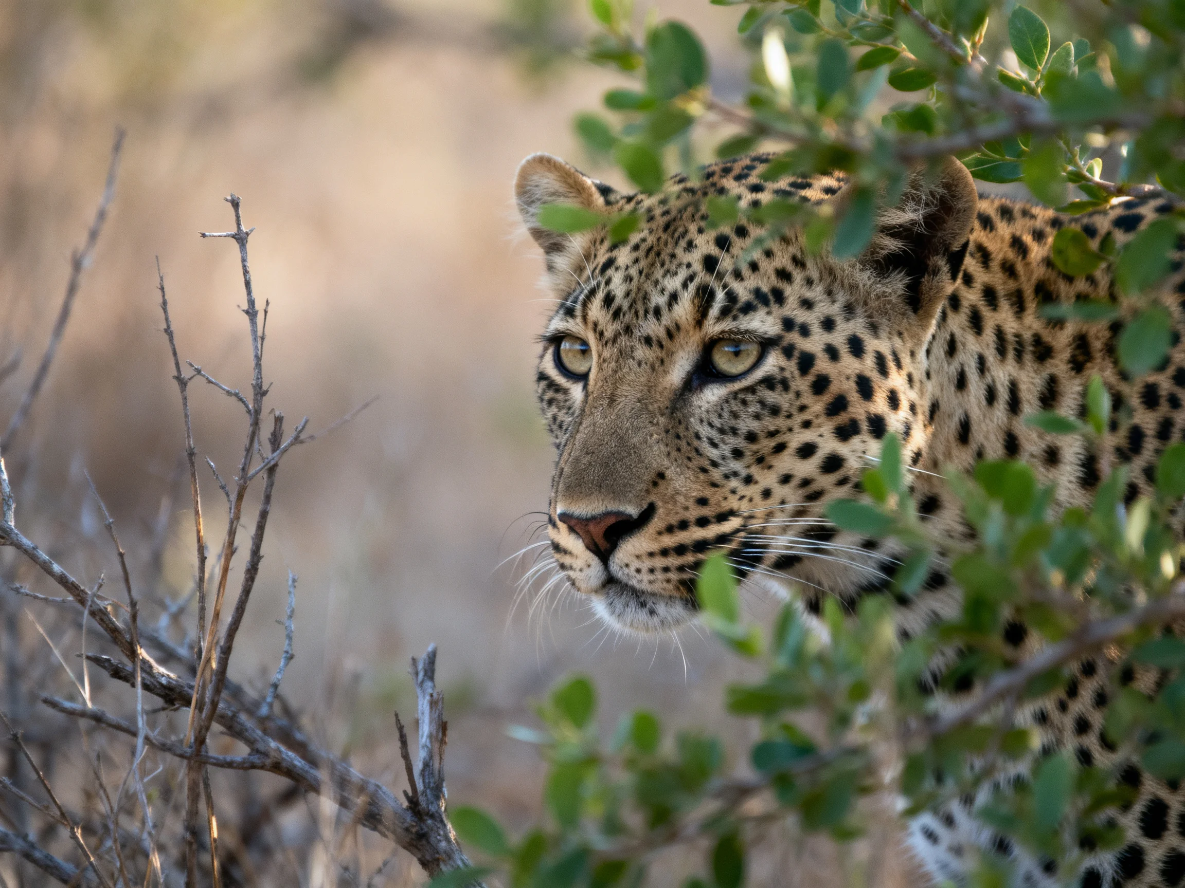 A spotted leopard blends into green foliage and dry branches.