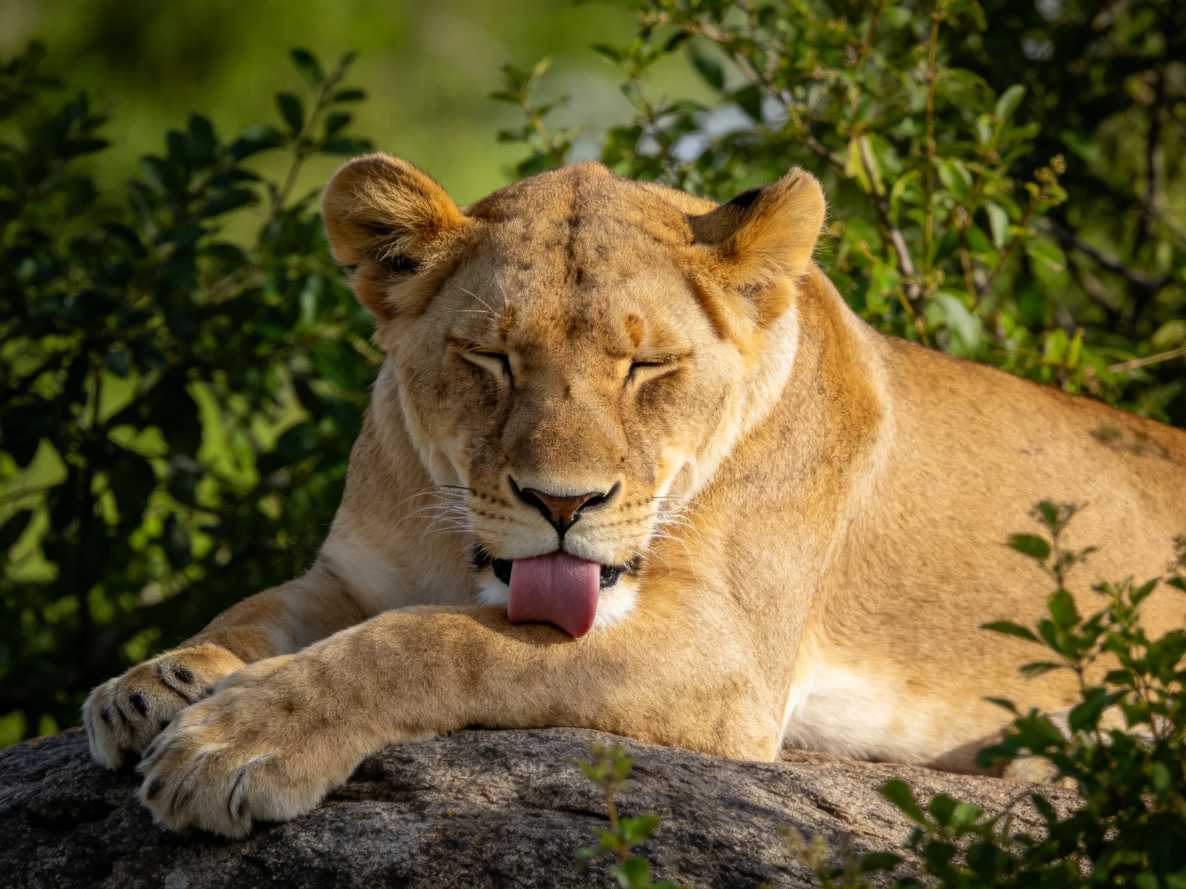 A tawny lioness relaxes on a rock surrounded by greenery.