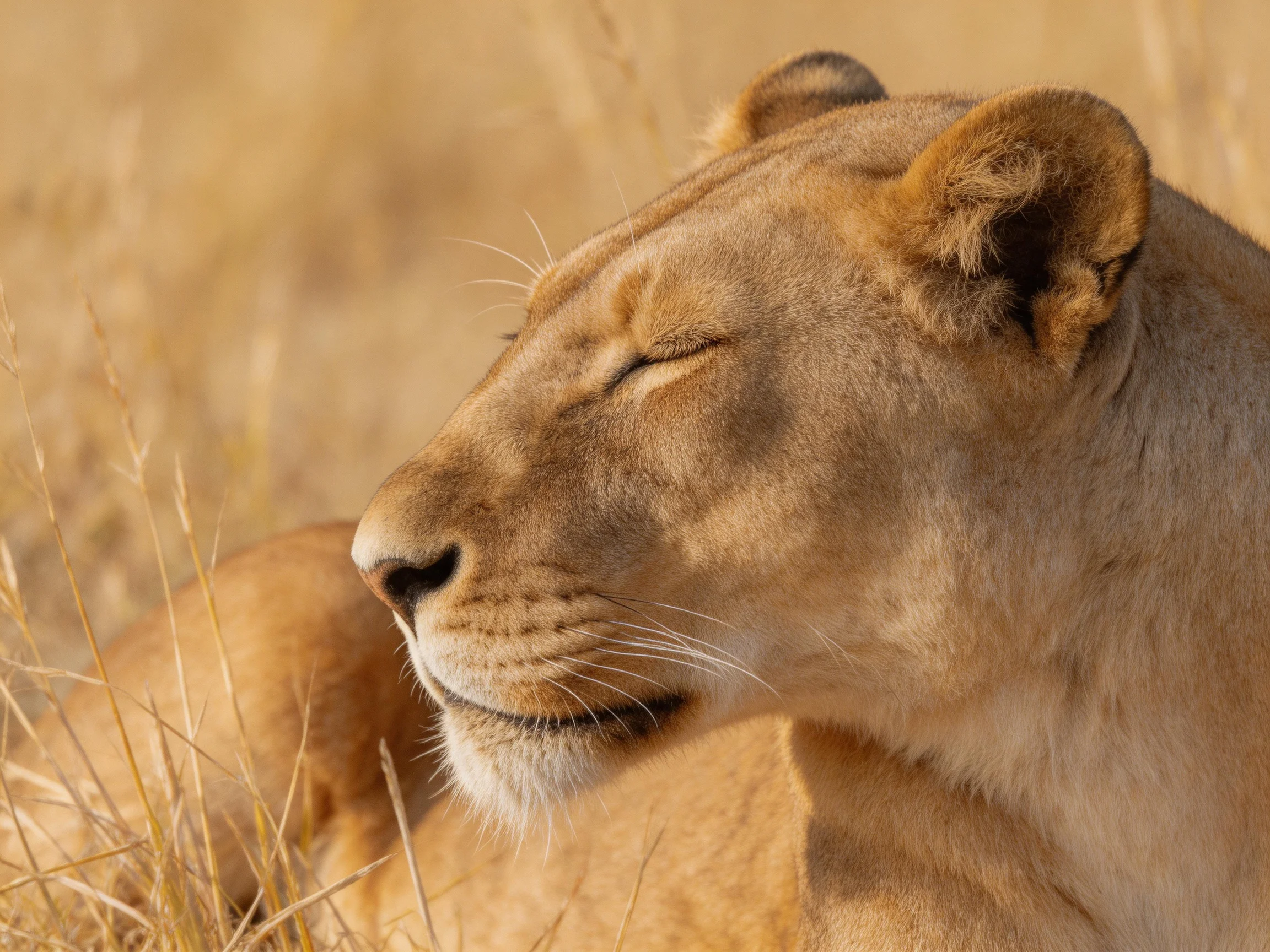 A lioness rests calmly among tall golden savannah grasses.