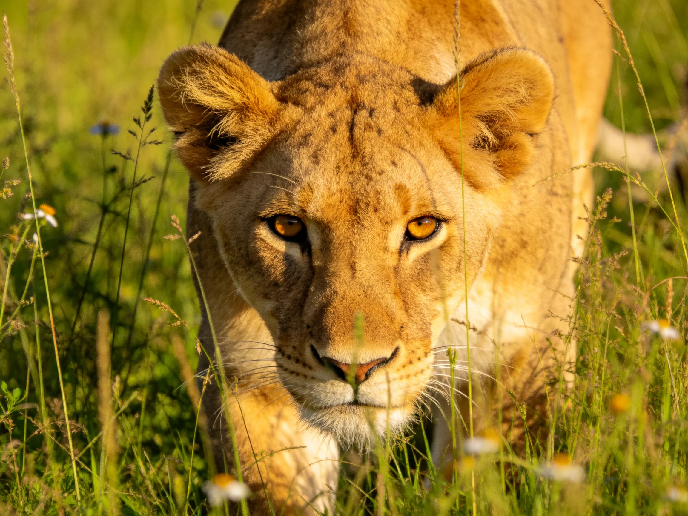 Tawny lioness stalks through lush green savannah grass