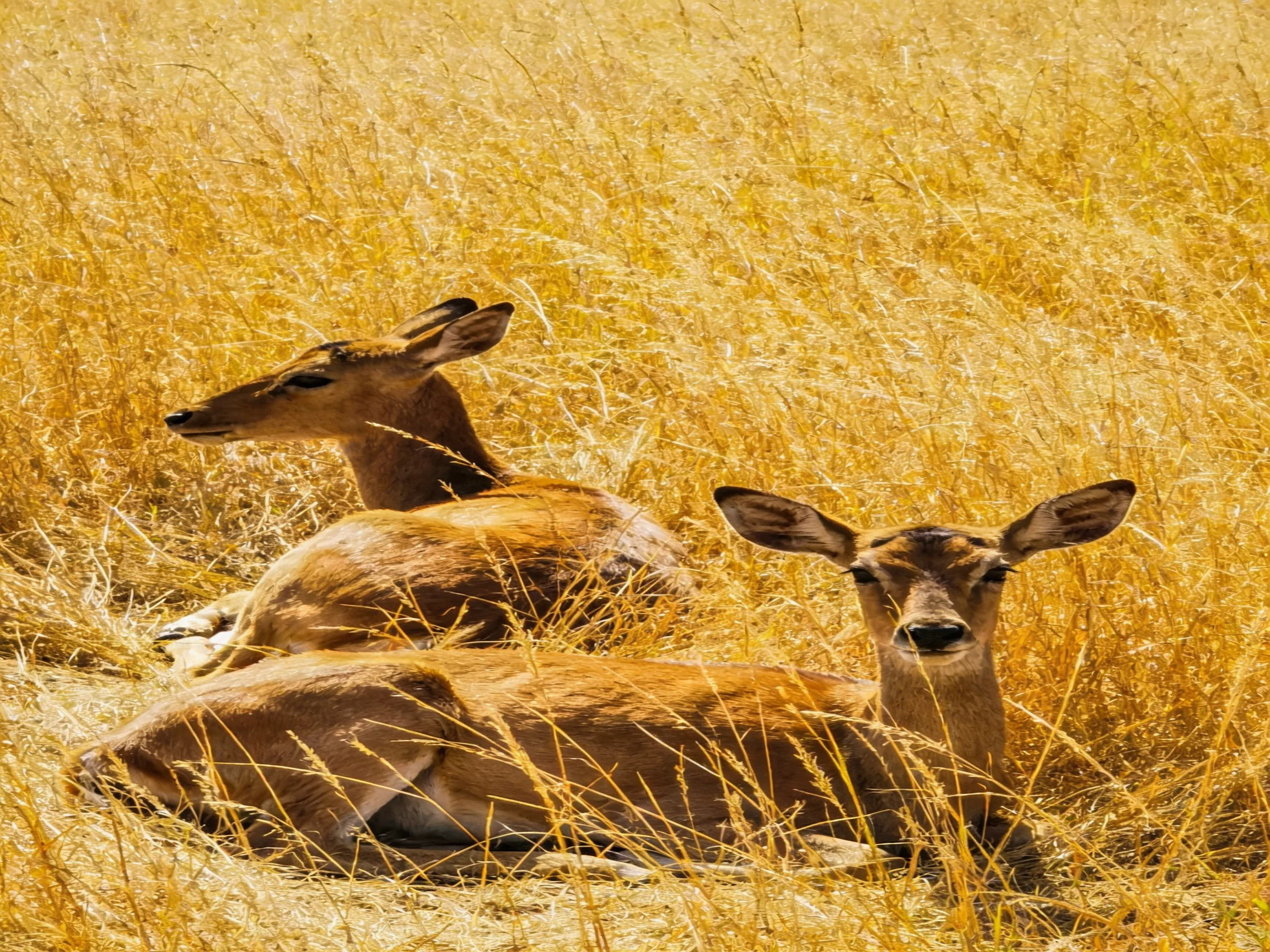 Two brown deer rest among tall golden grasses.