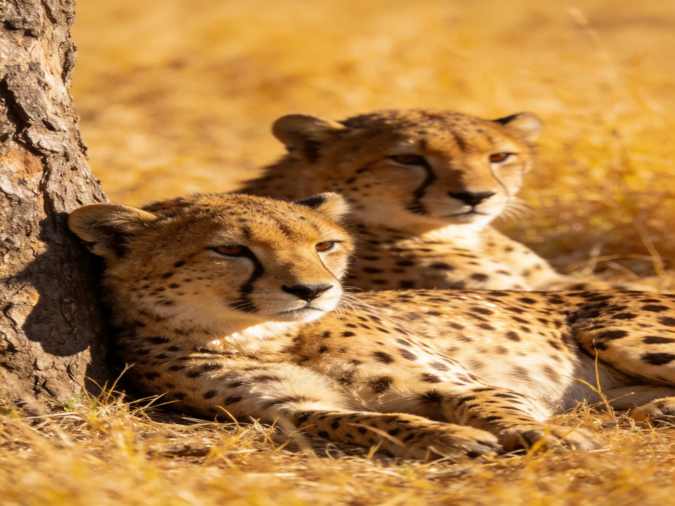 Cheetahs rest near a tree in golden grassland