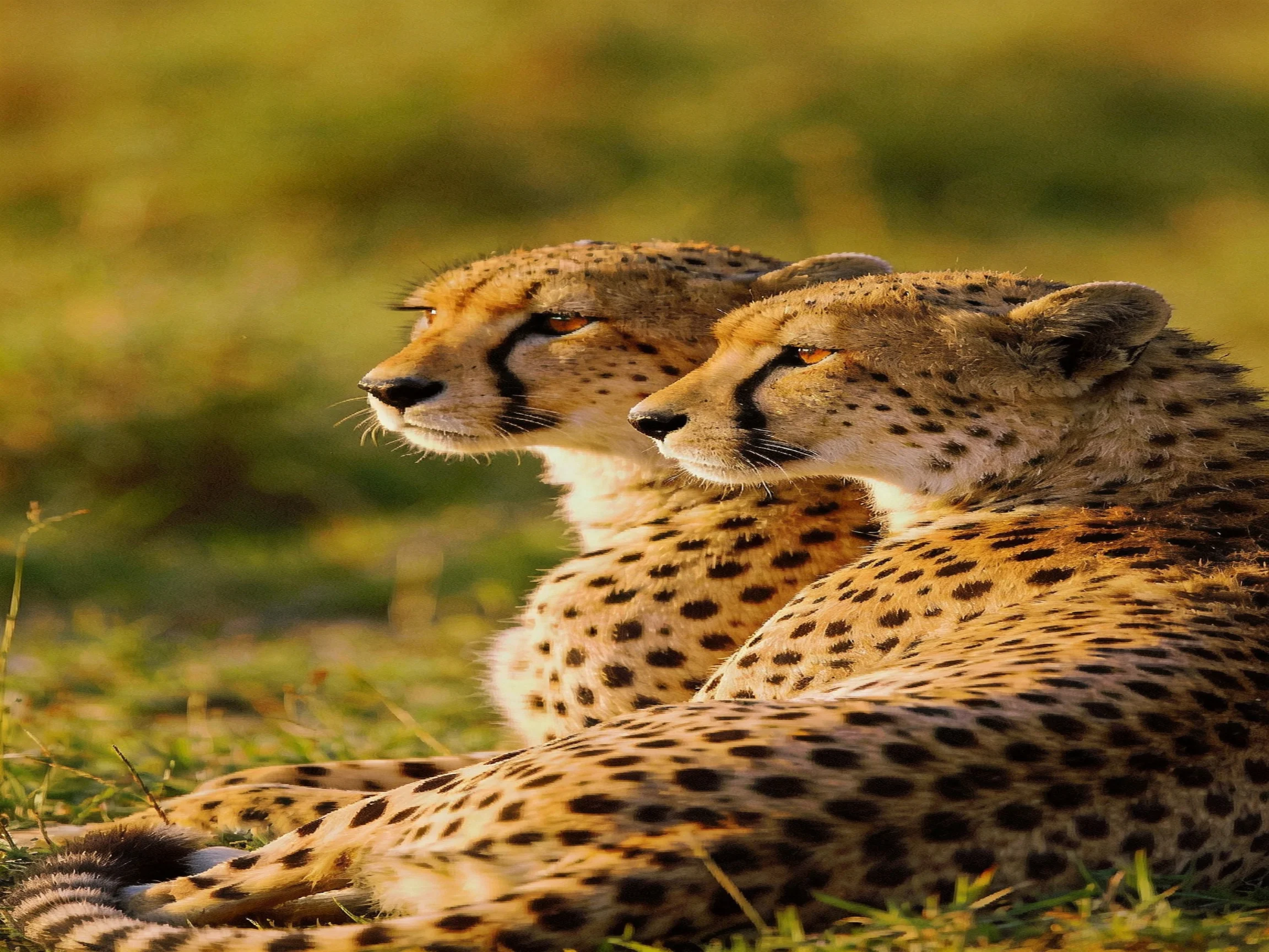 Two cheetahs rest together in golden savannah light