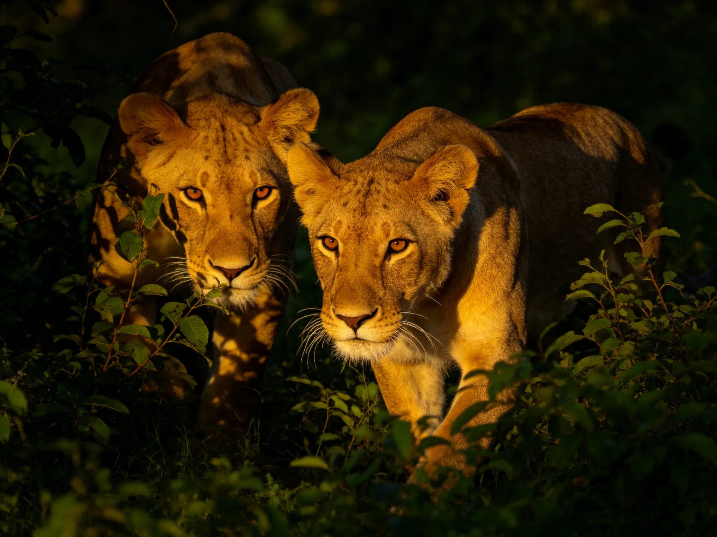 Two golden lion cubs explore lush greenery under warm evening light