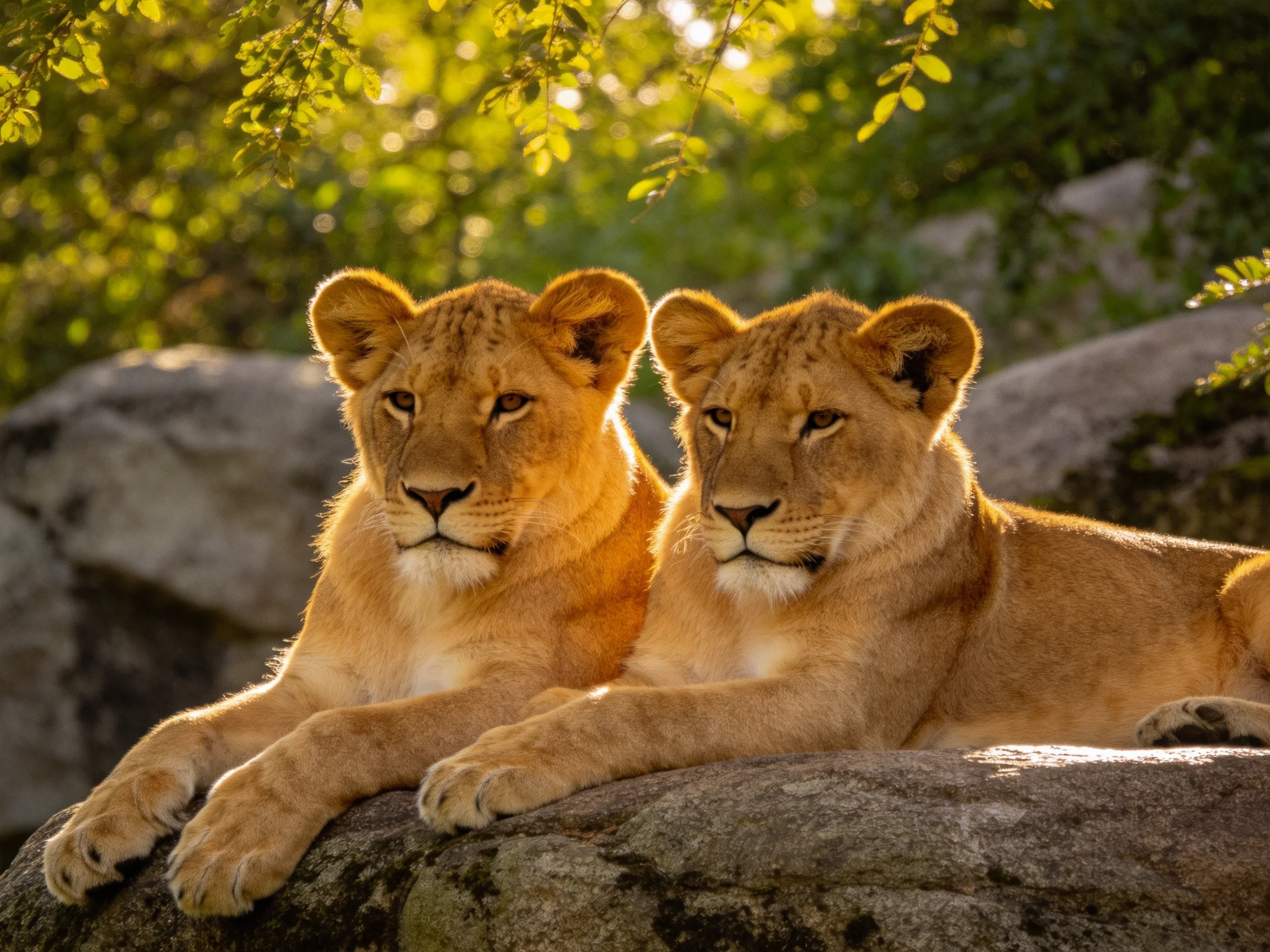 Two golden lion cubs rest on large rocks in sunlit foliage