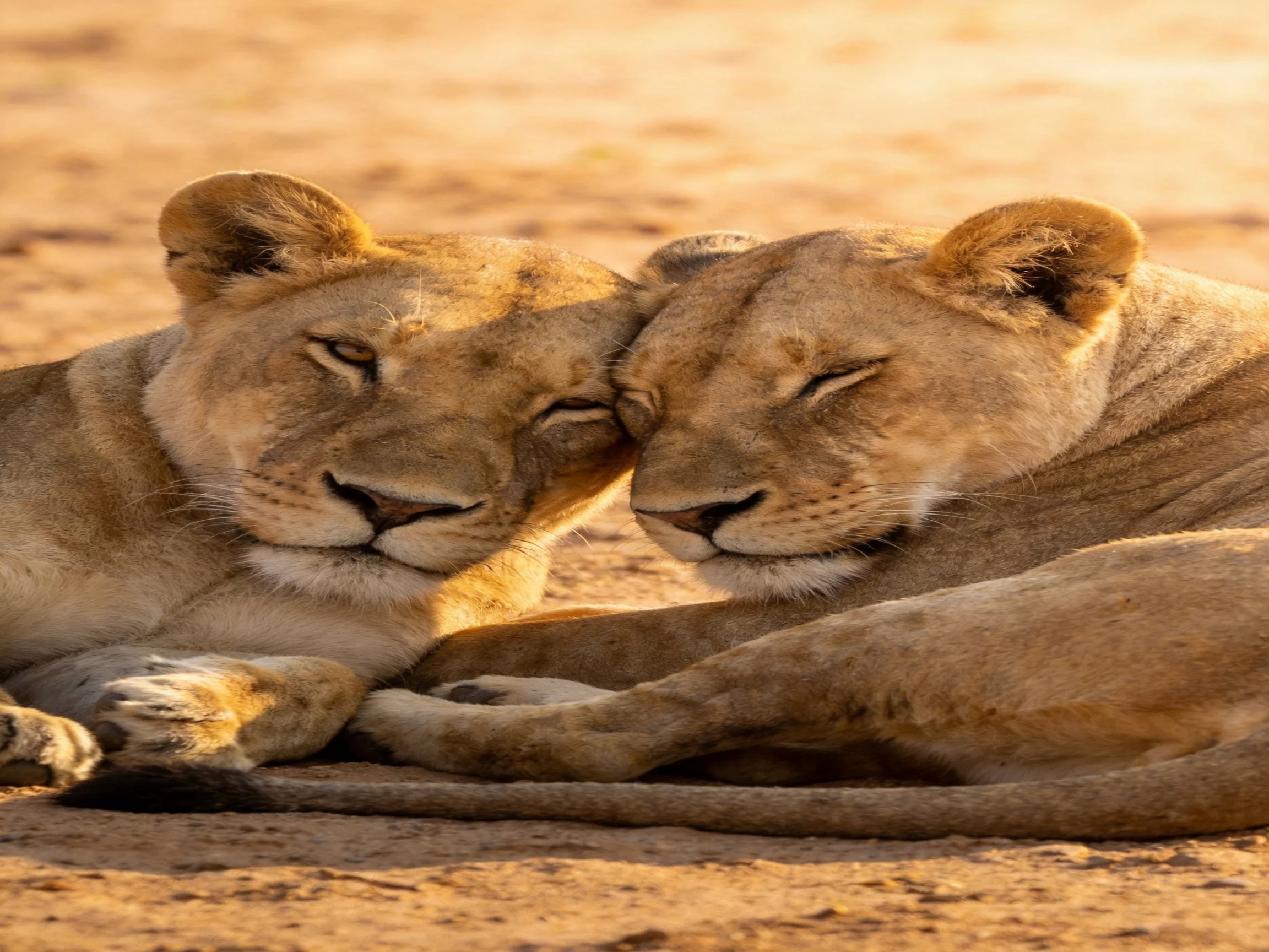 Two golden lionesses rest closely together in a sunlit area.