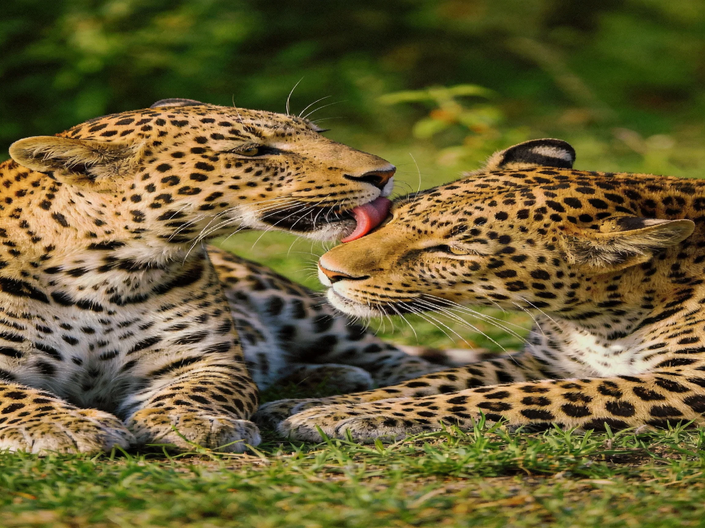 Two leopards groom each other while resting on grass.